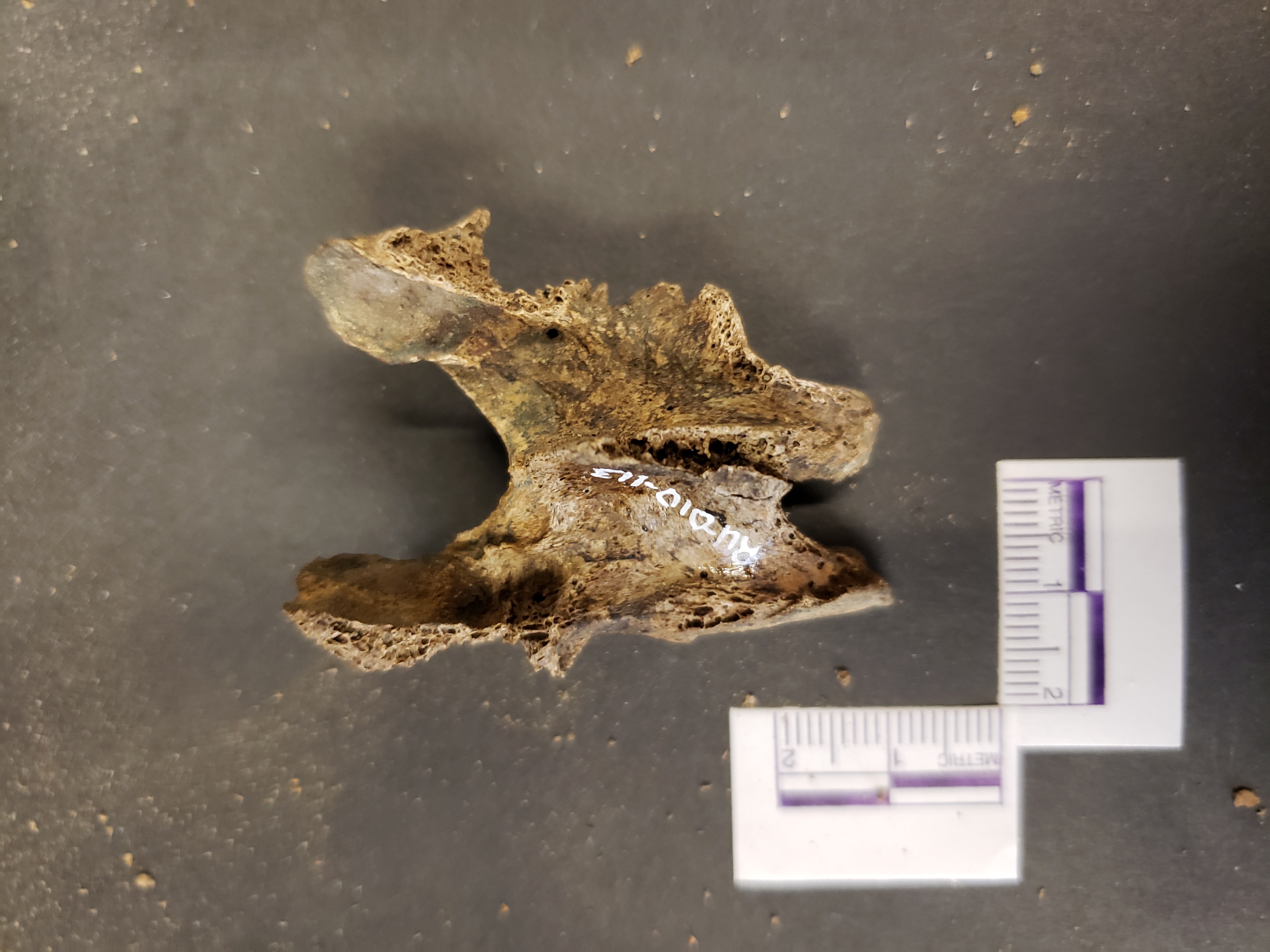 Posterior view (superior up)
