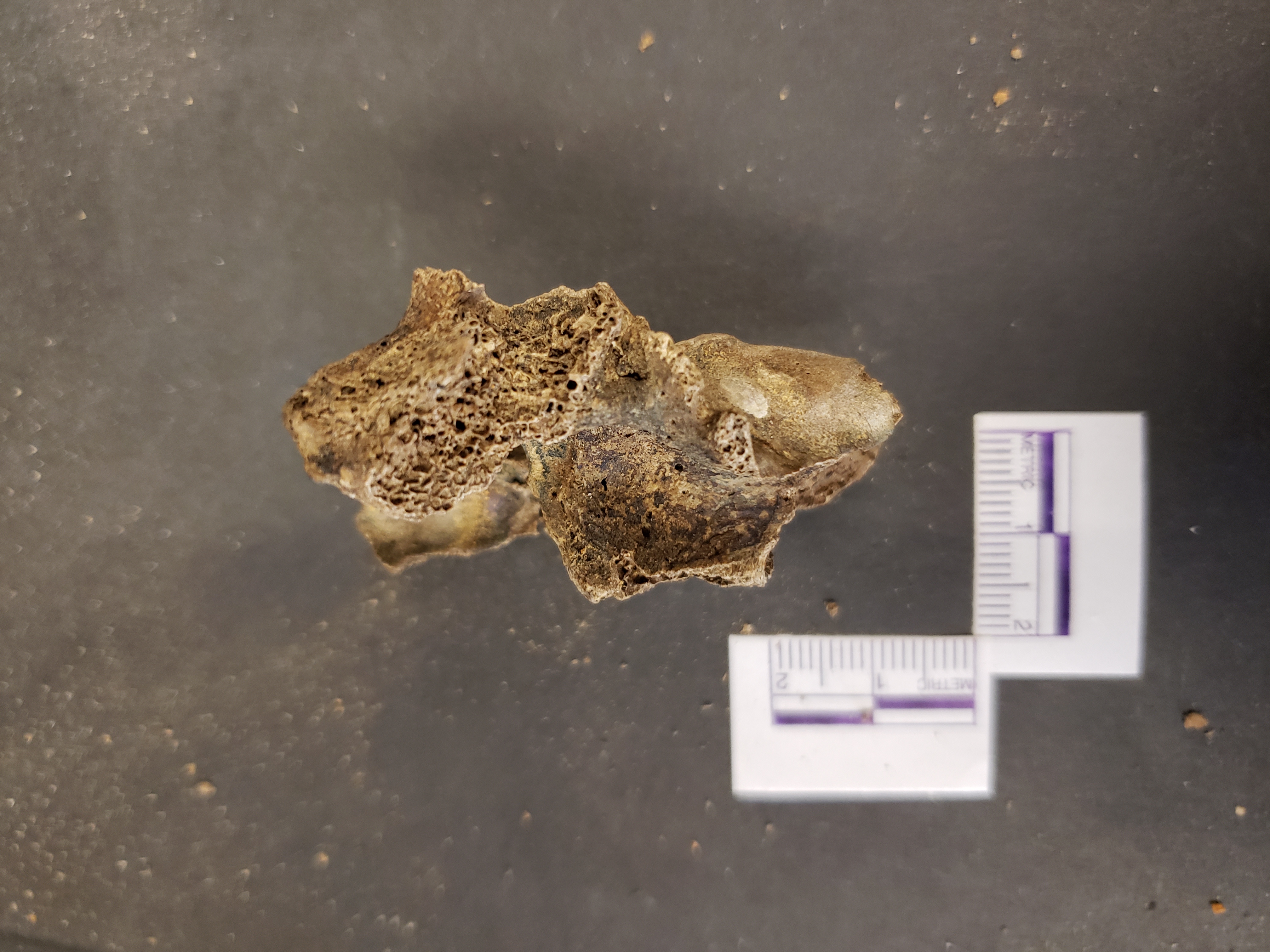 Lateral view (posterior left)