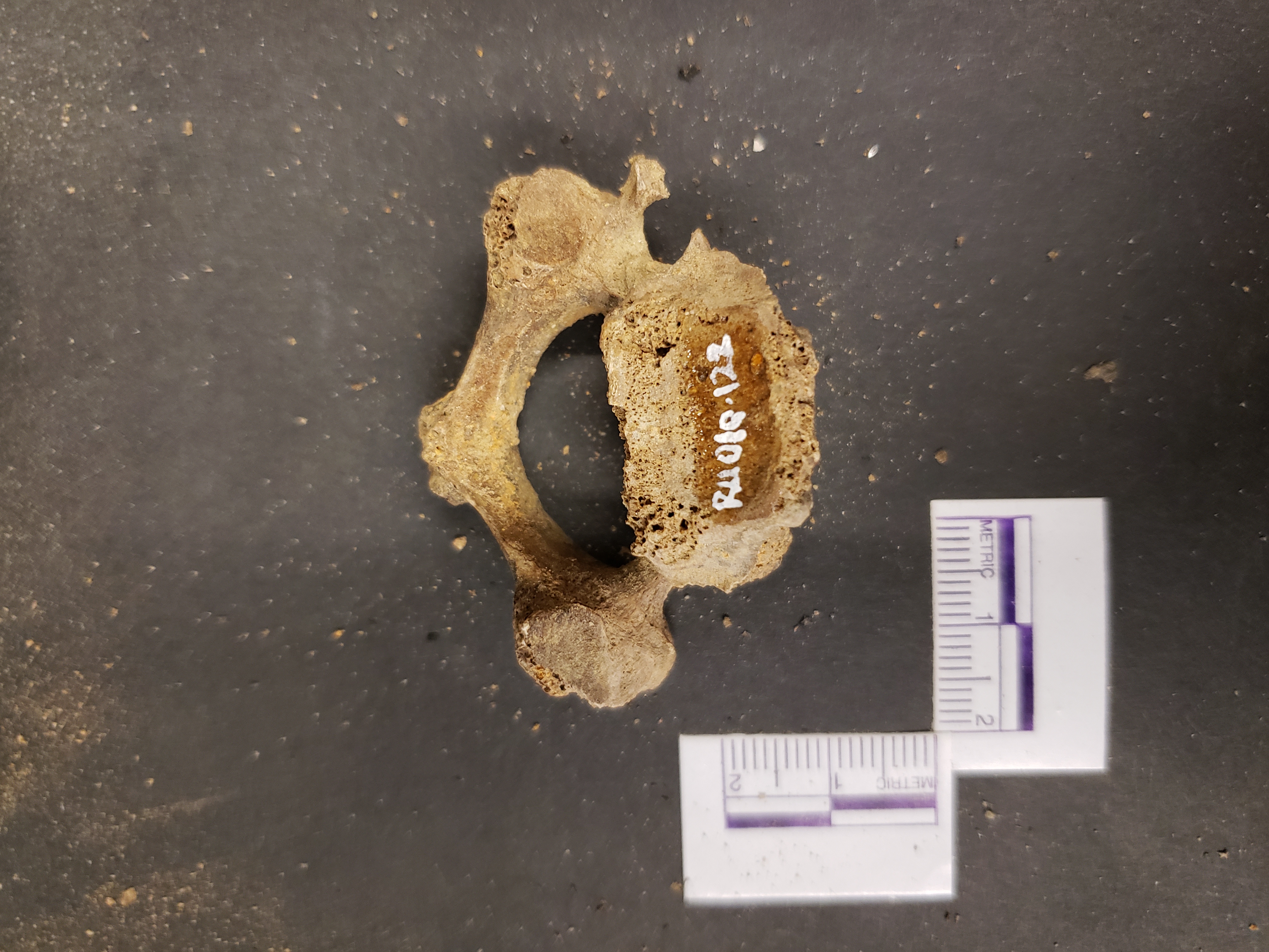 Inferior view (anterior down)