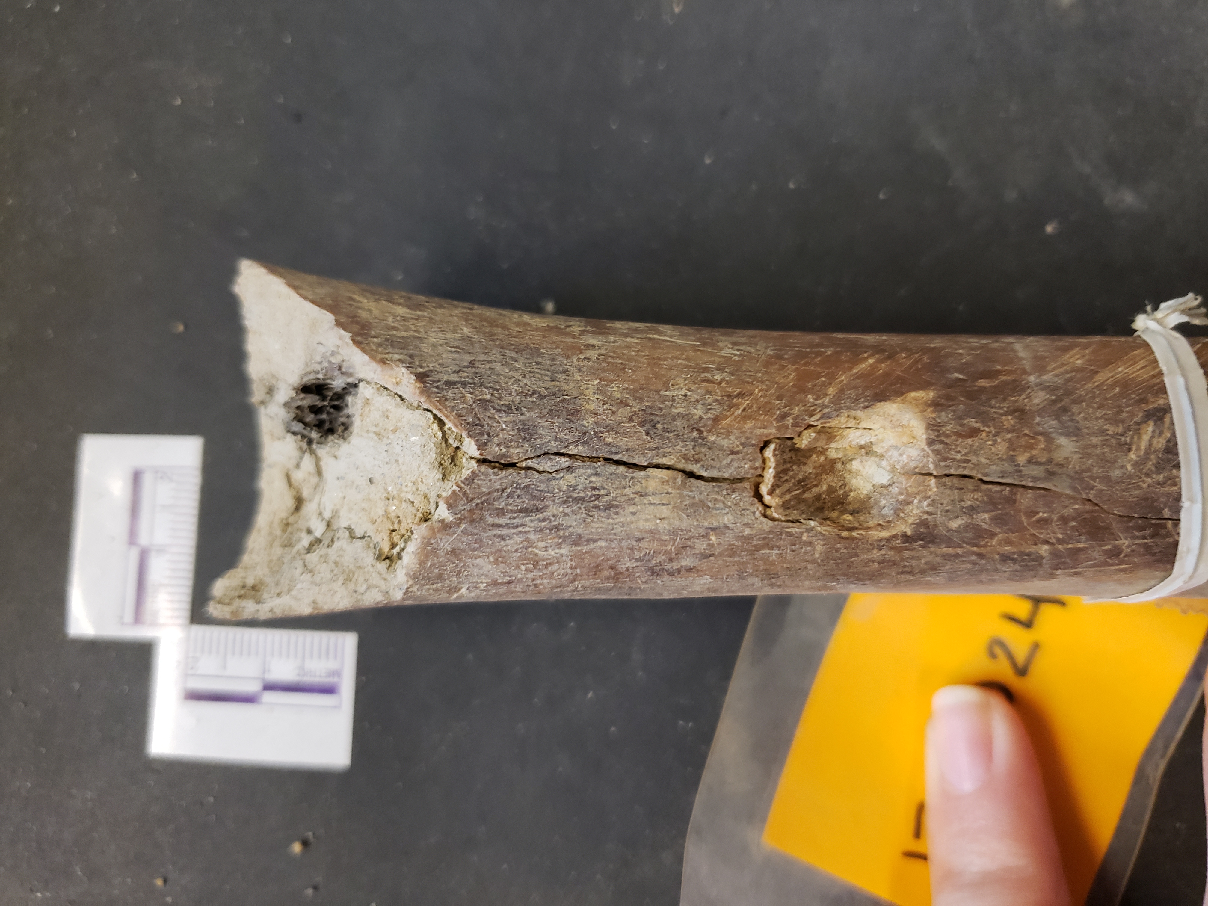 Close-up of trauma