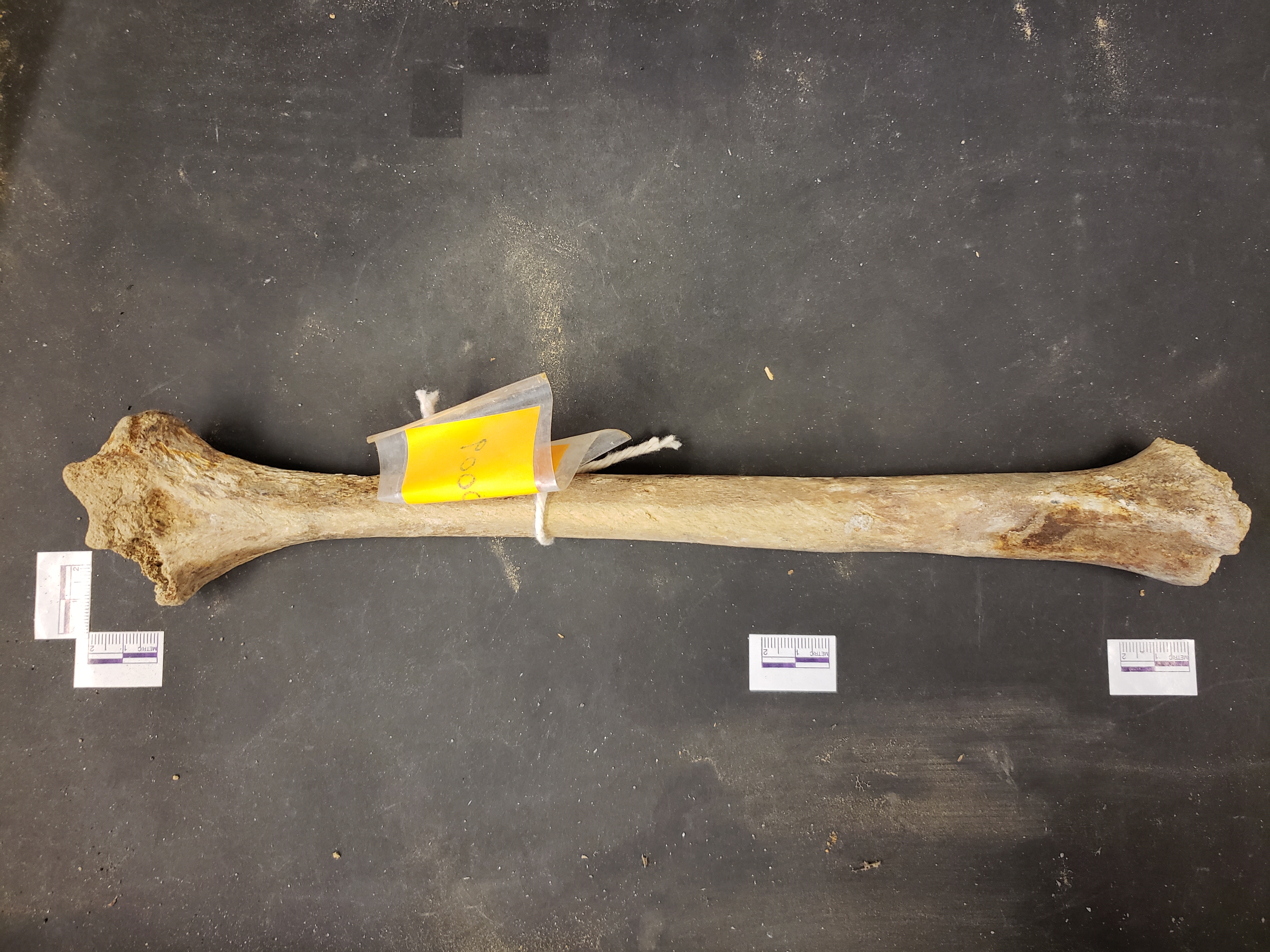 Anterior view (distal left)