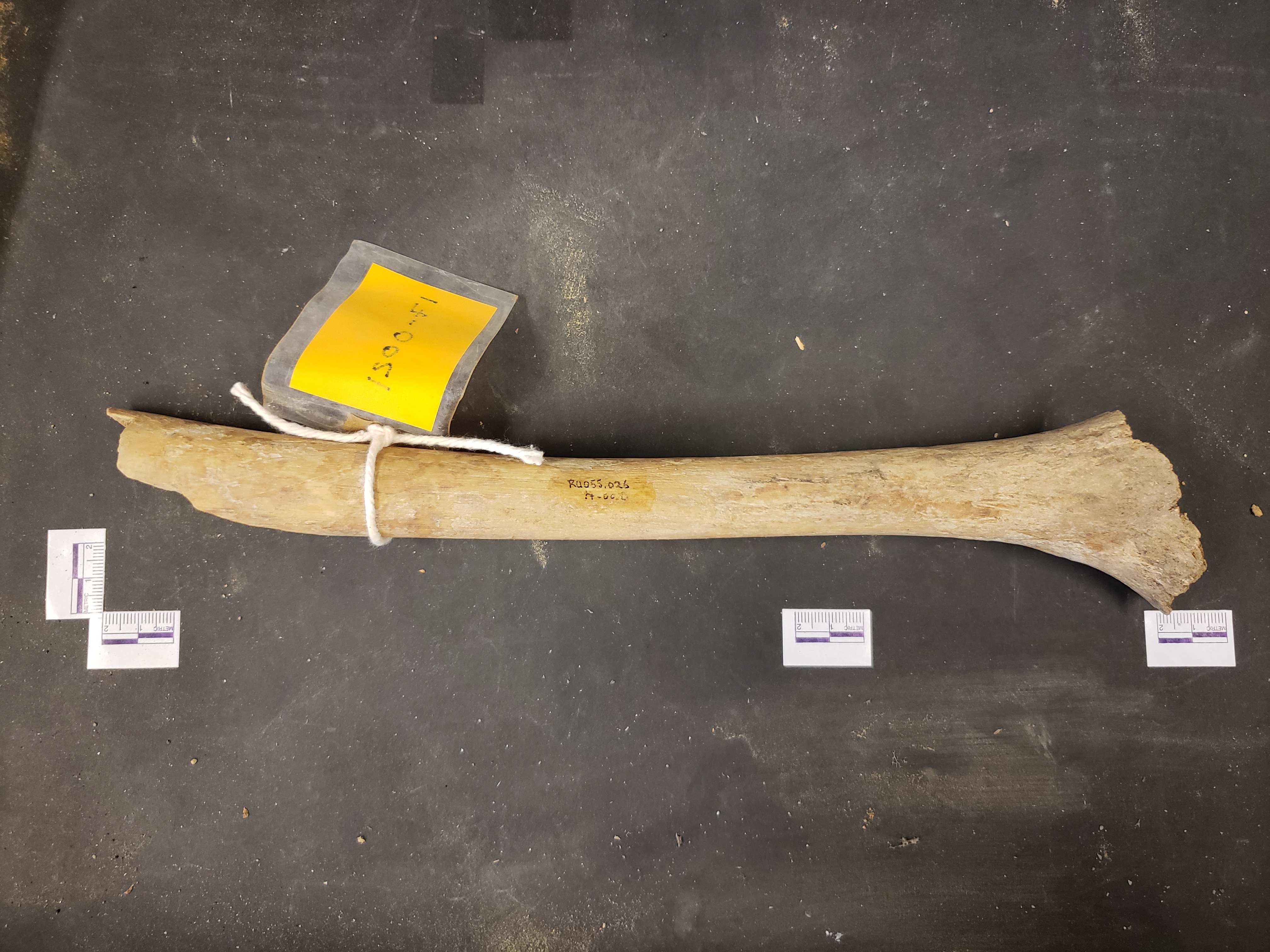 Anterior view (distal left)