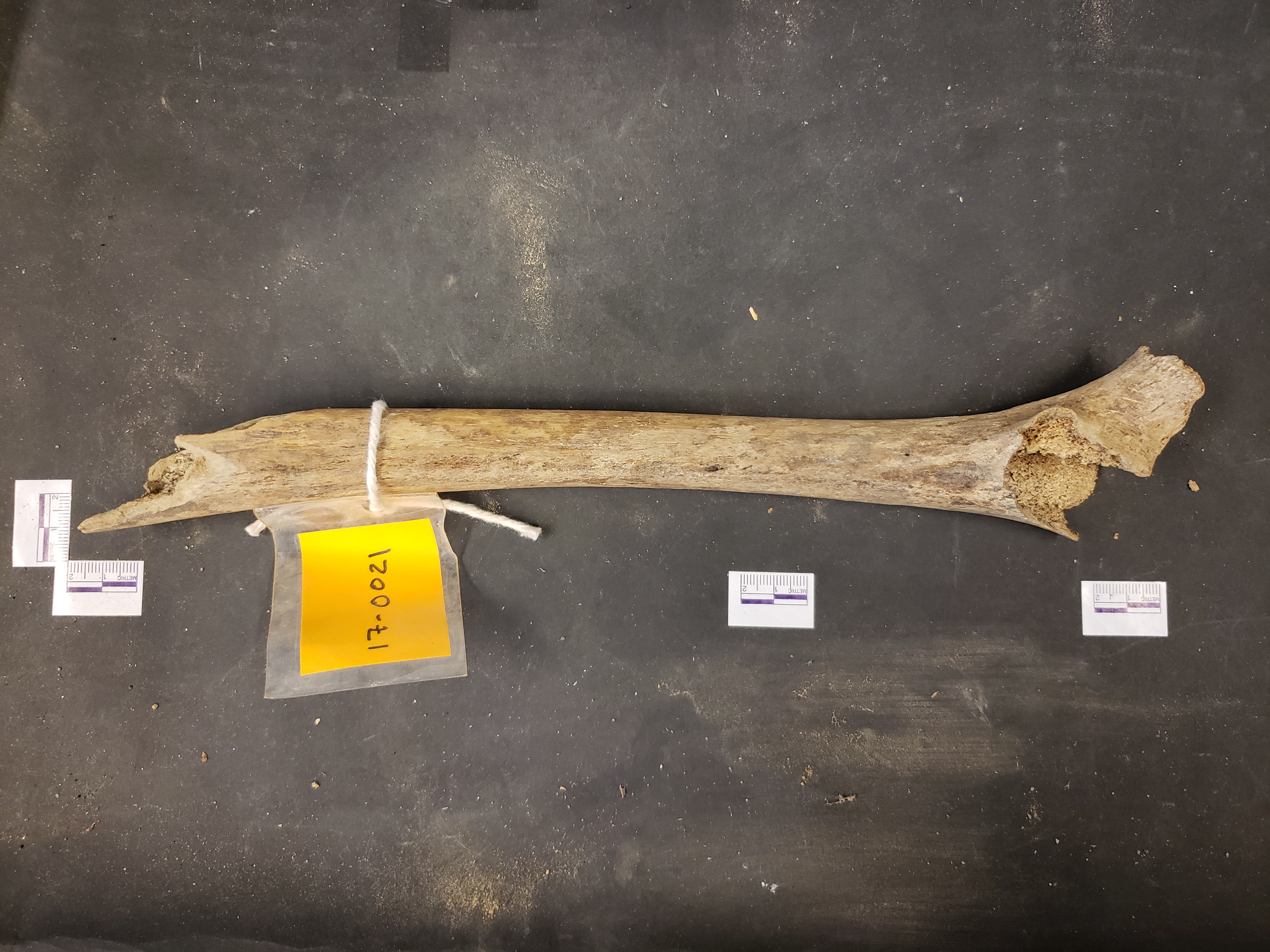 Posterior view (distal left)