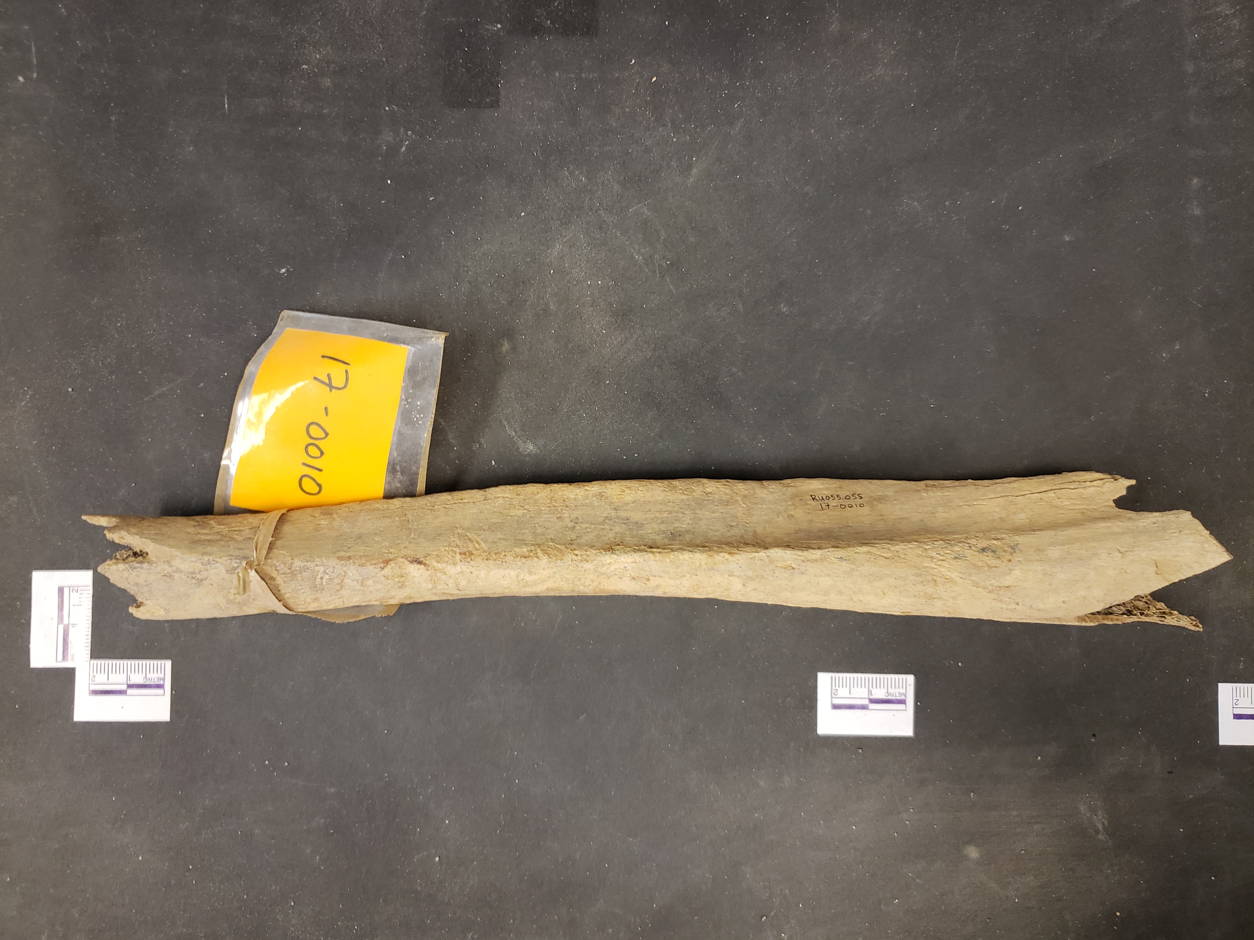 Anterior view (distal up)
