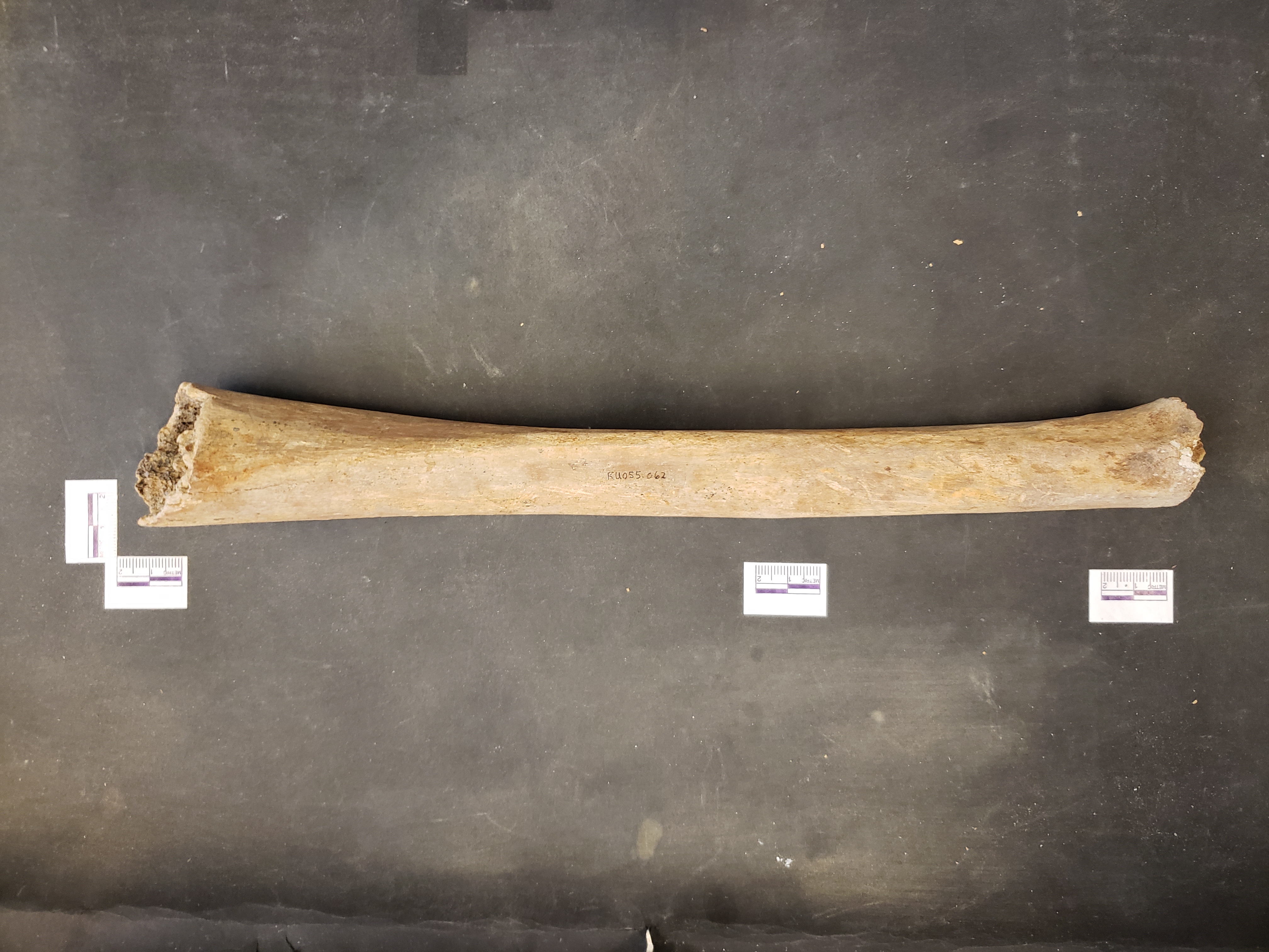 Posterior view (distal up)