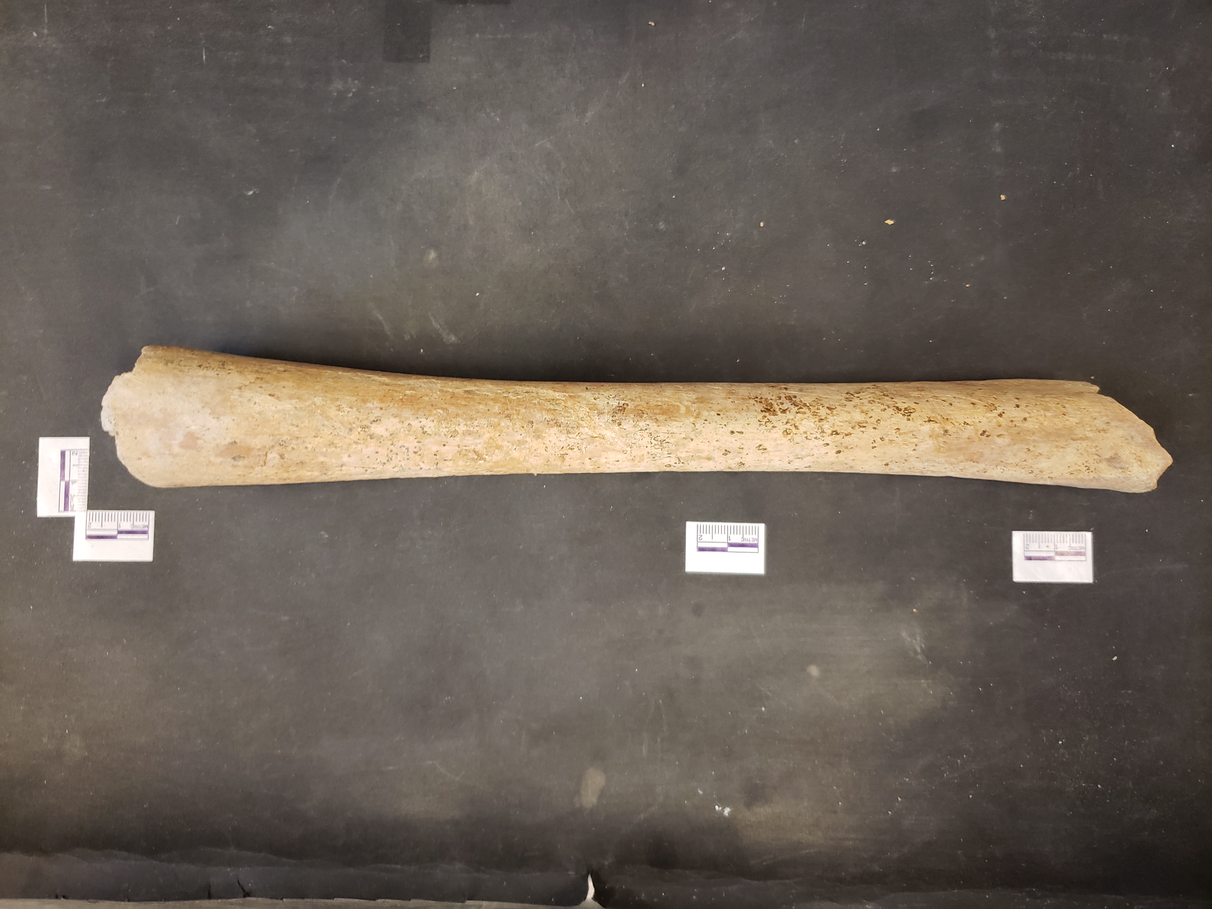 Anterior view