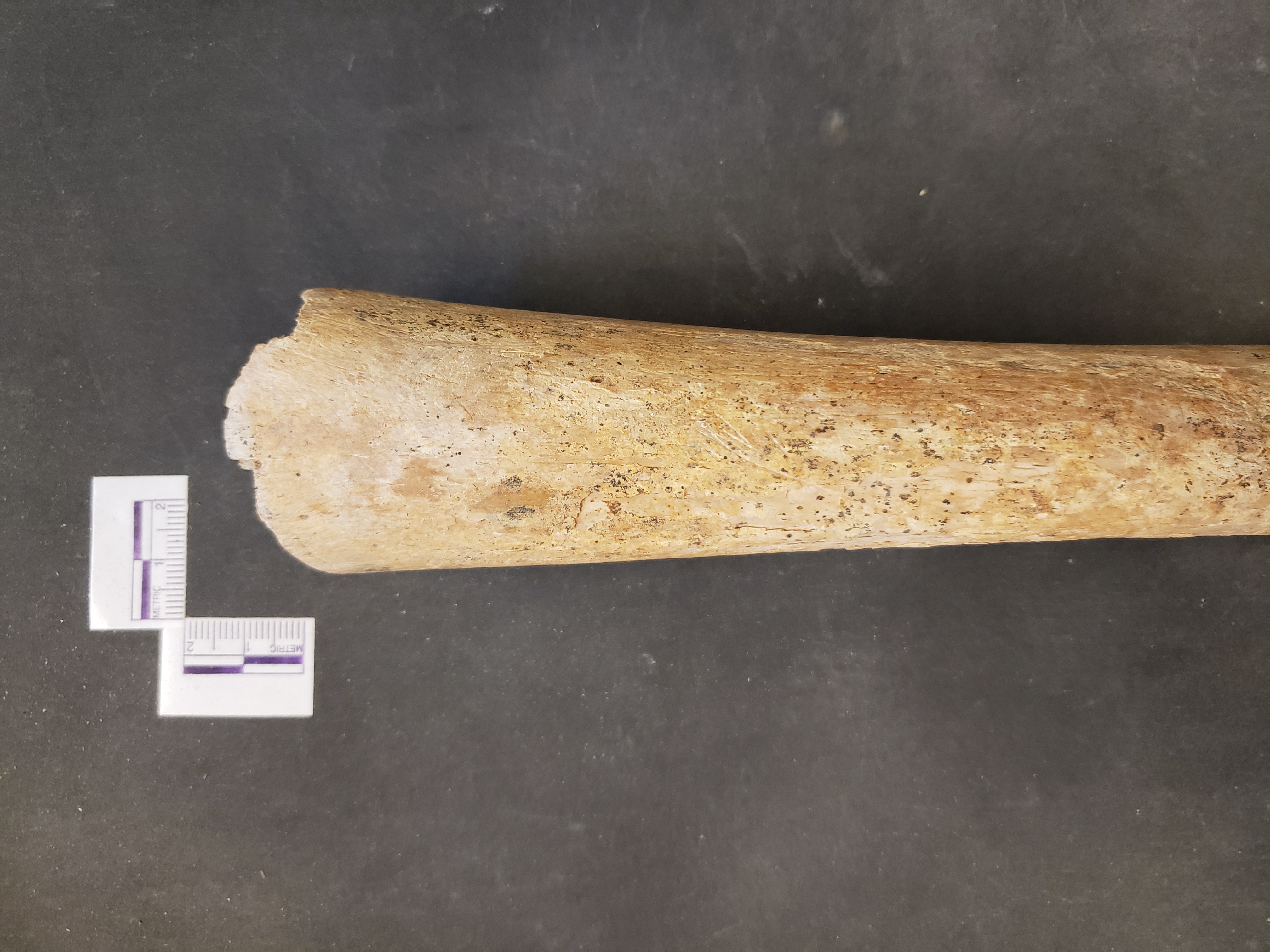 Distal end