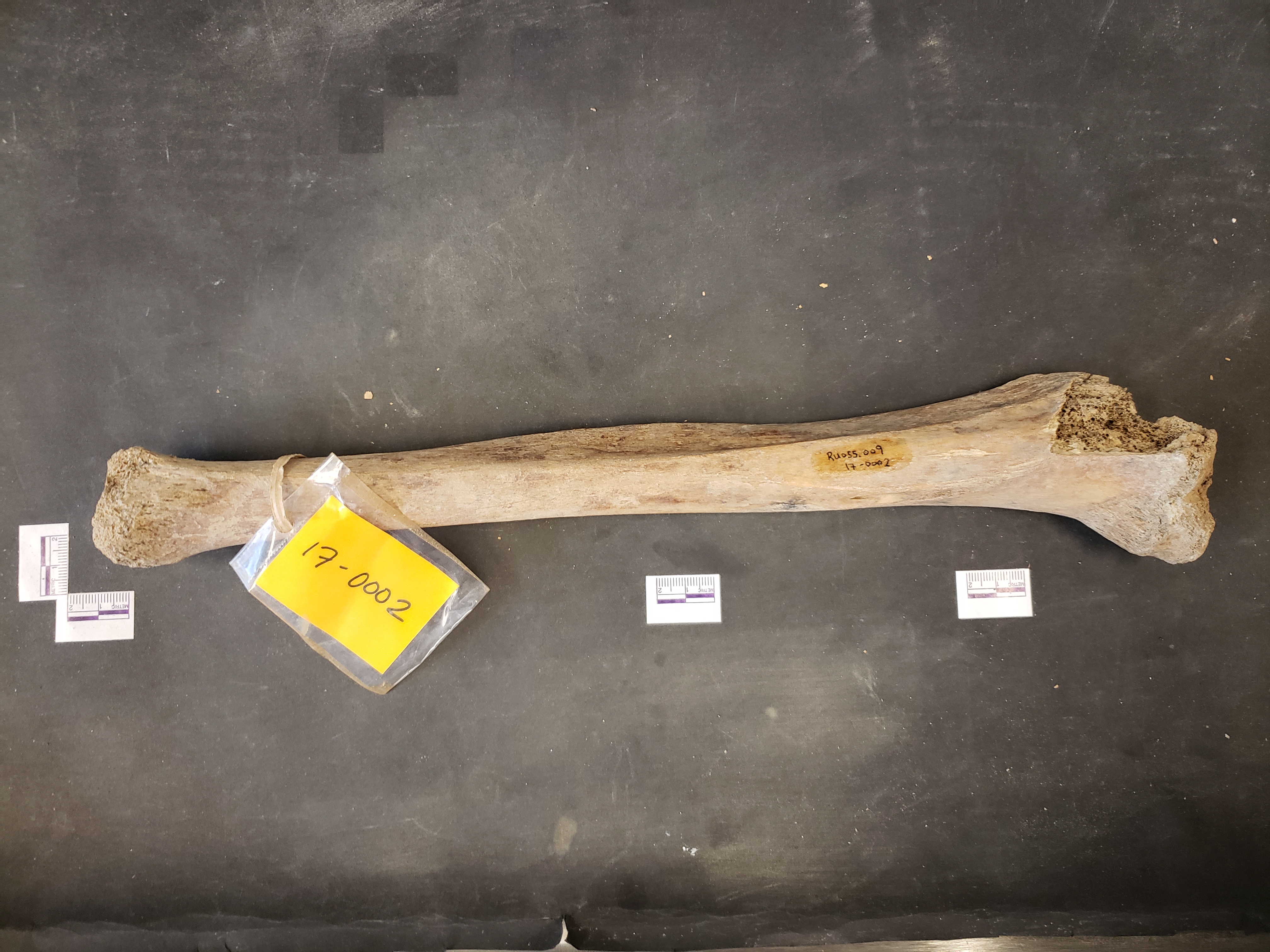 Posterior view (distal up)