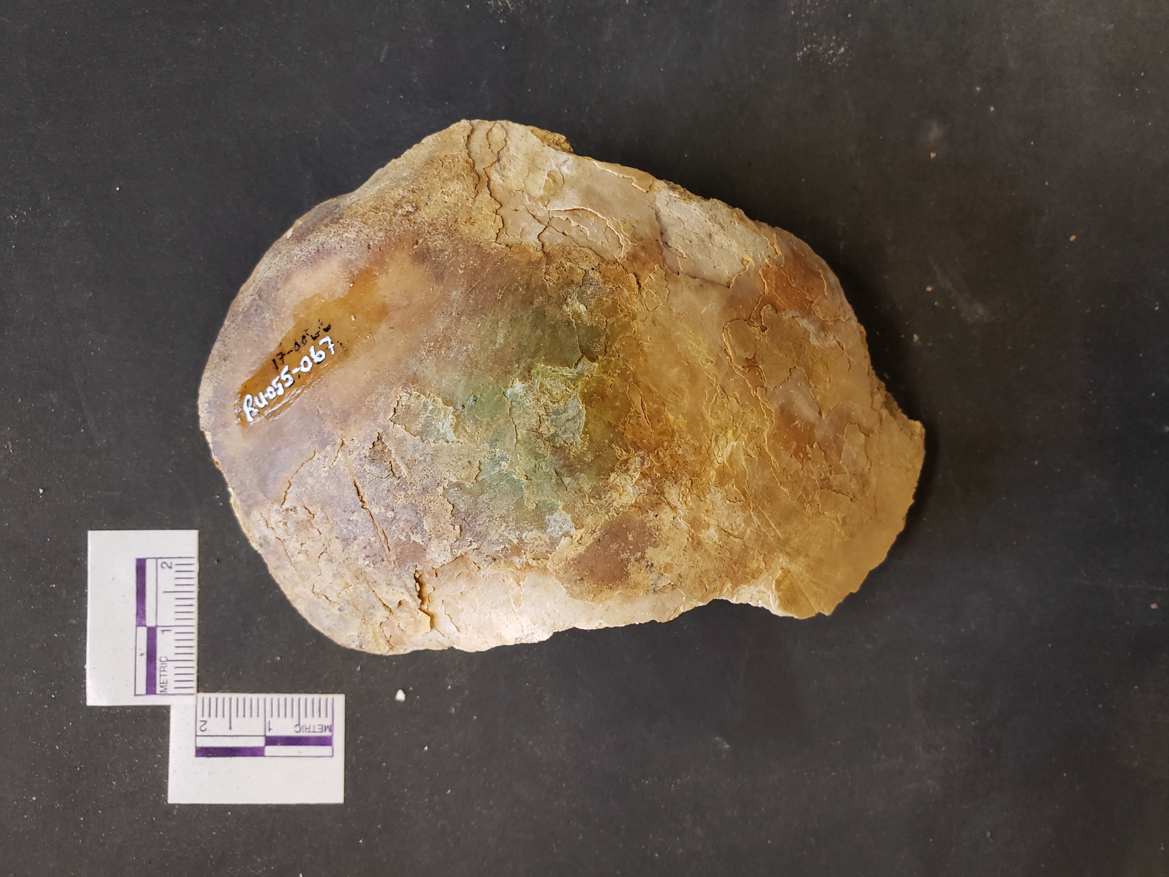 Ectocranial view