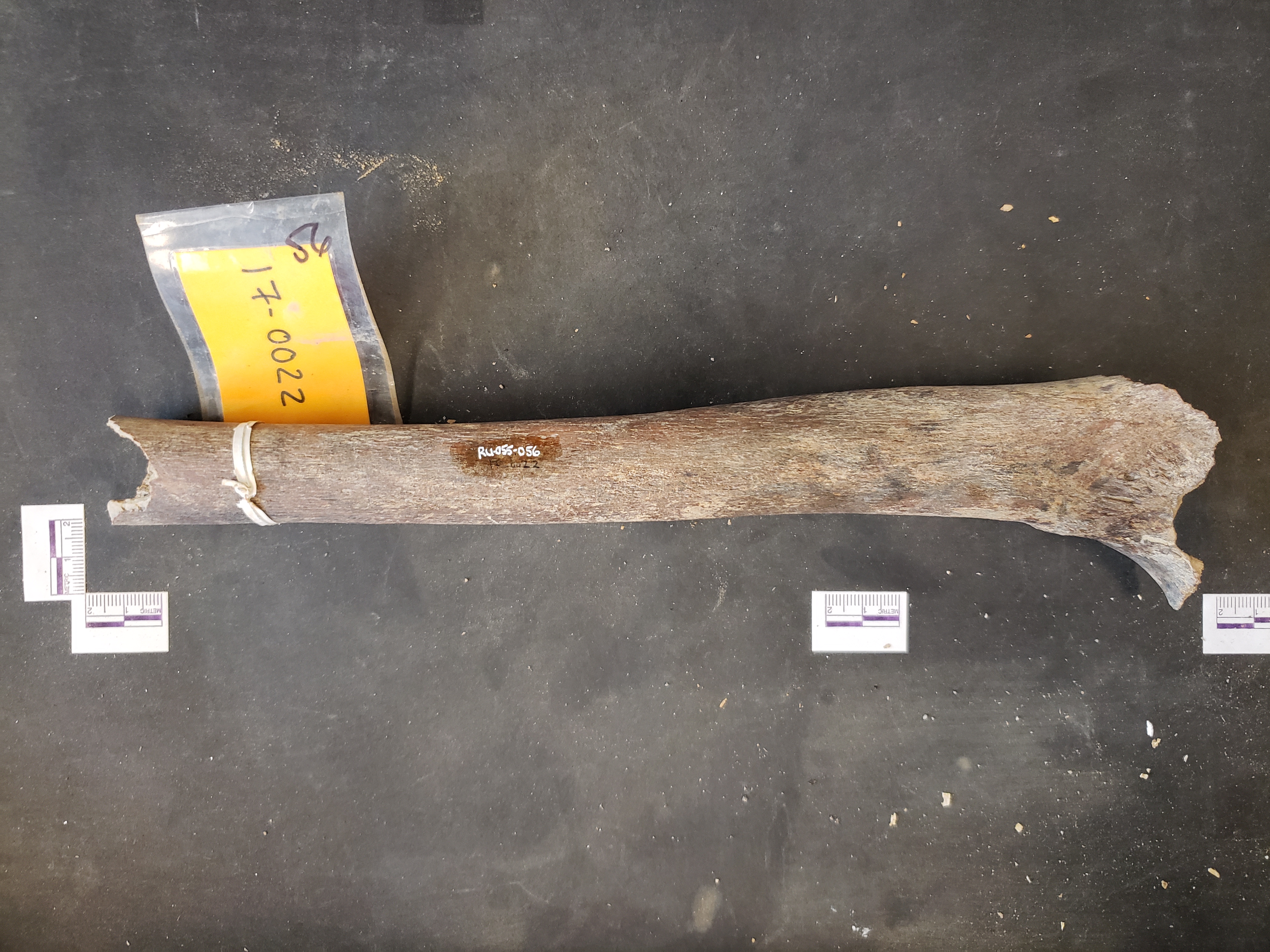 Anterior view (distal up)