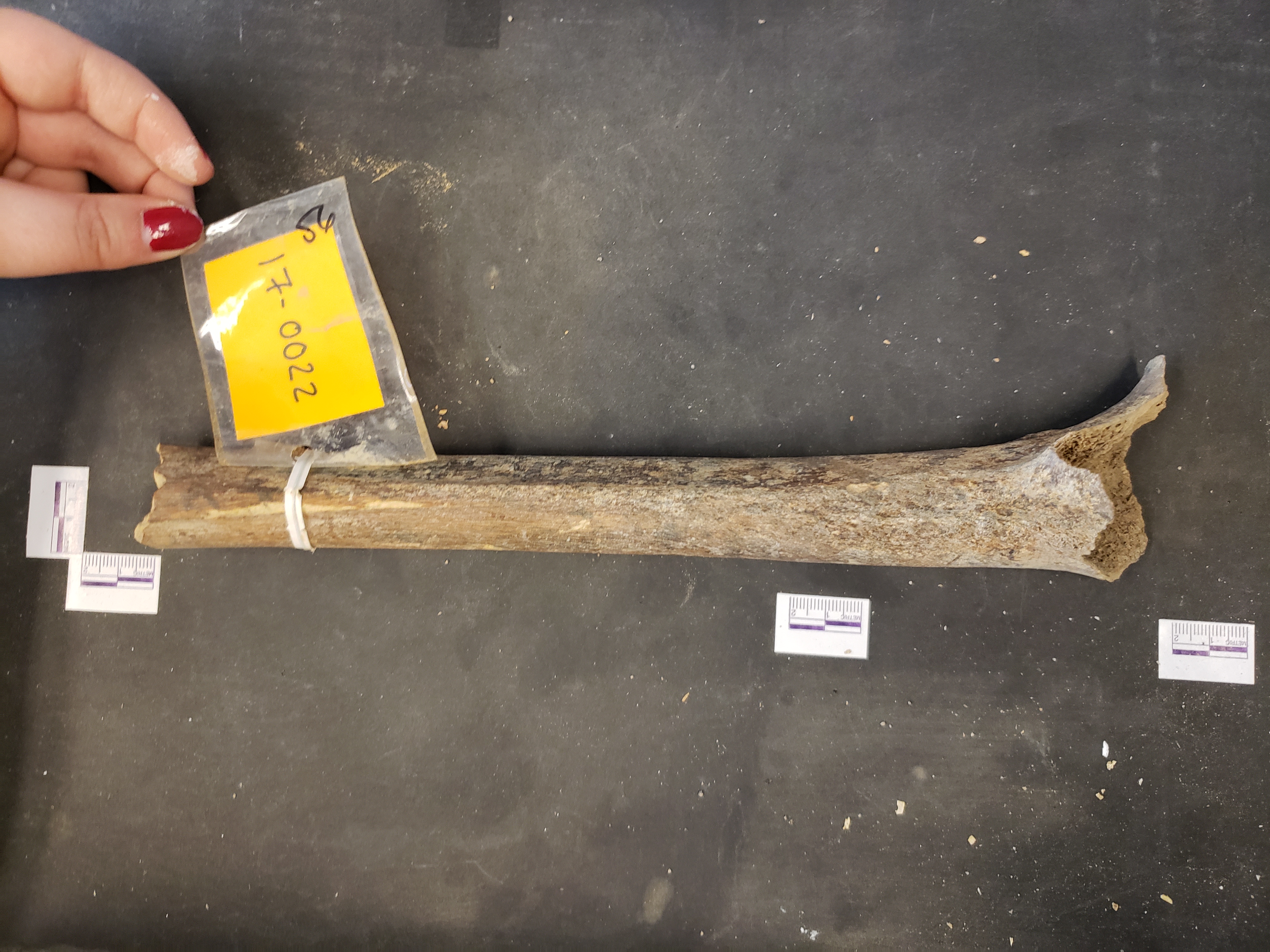 Posterior view (distal up)