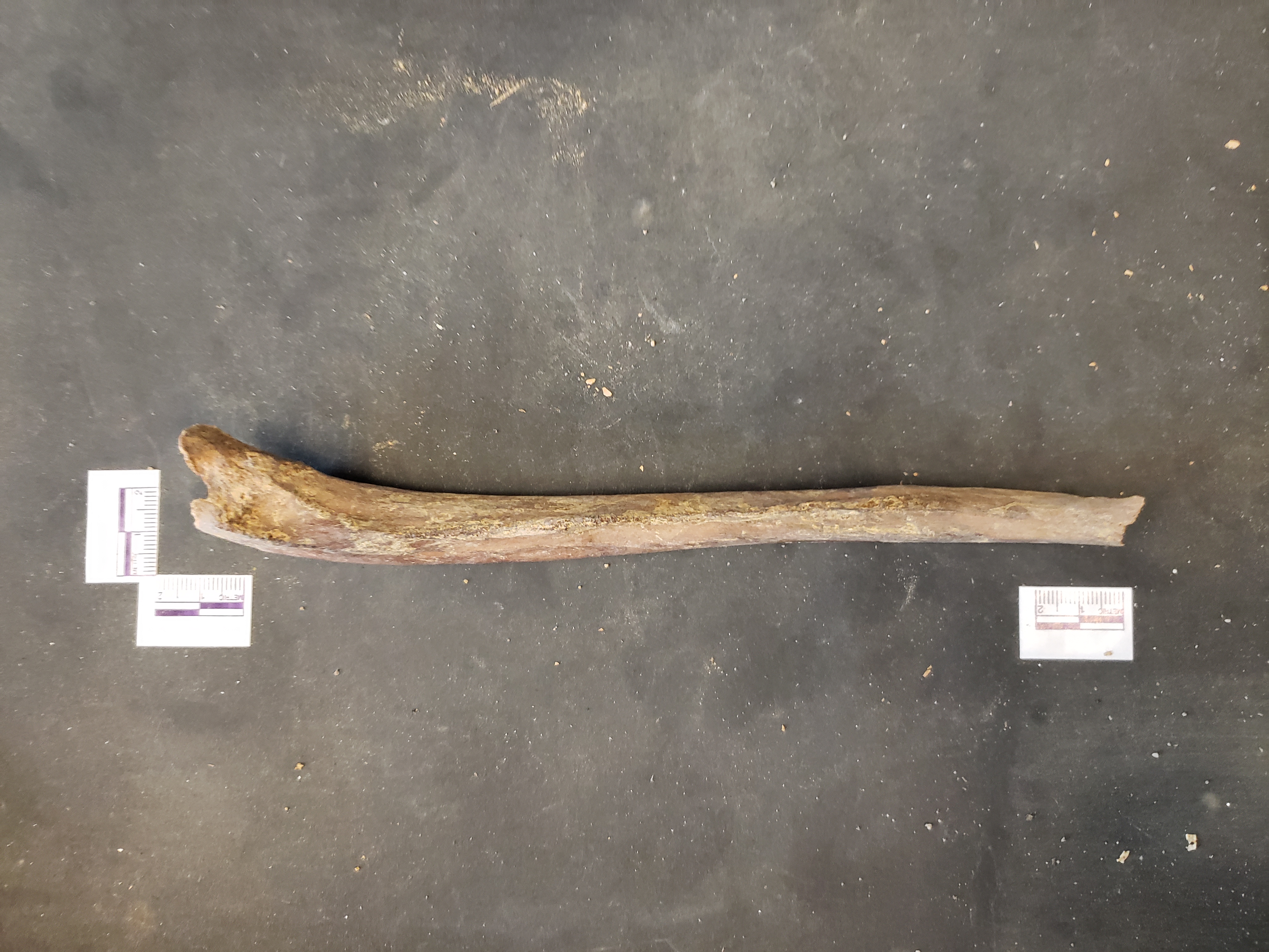 Anterior view (proximal left)