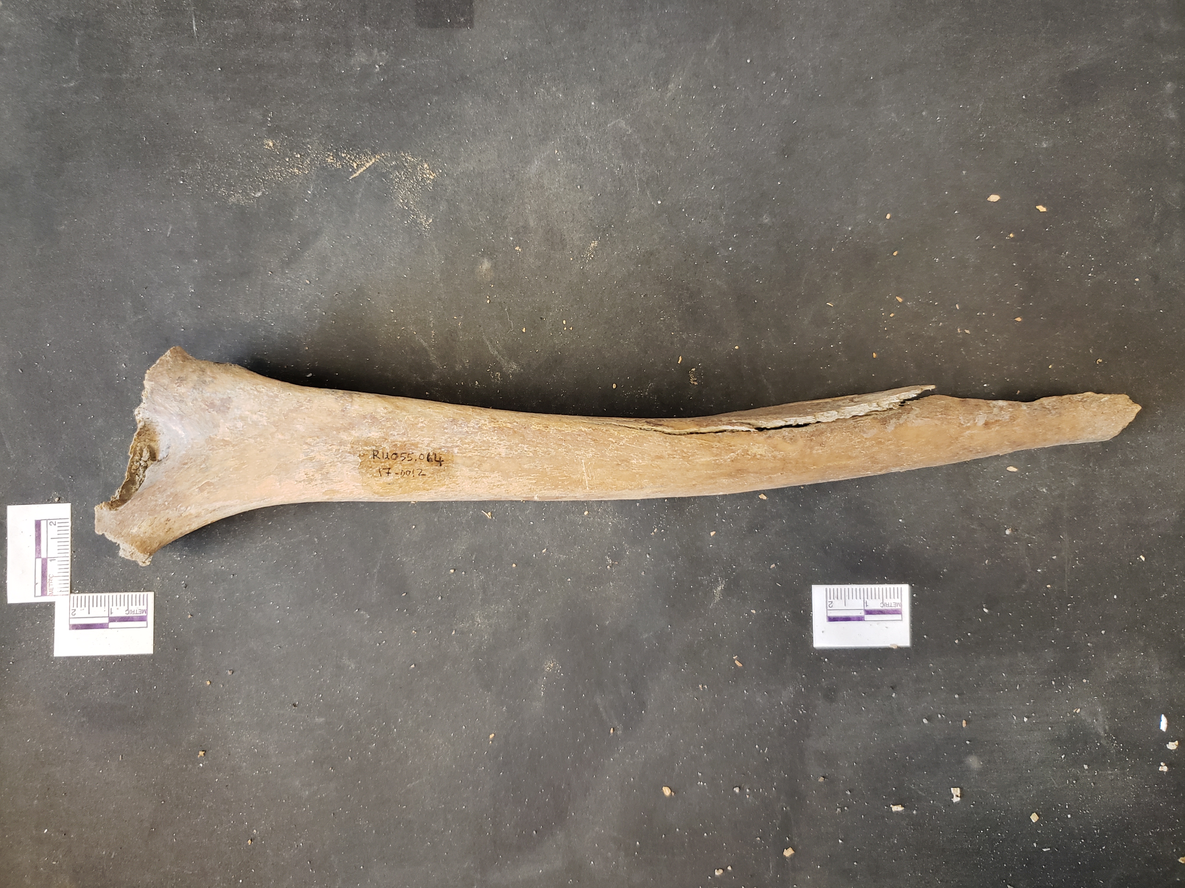 Posterior view (distal up)