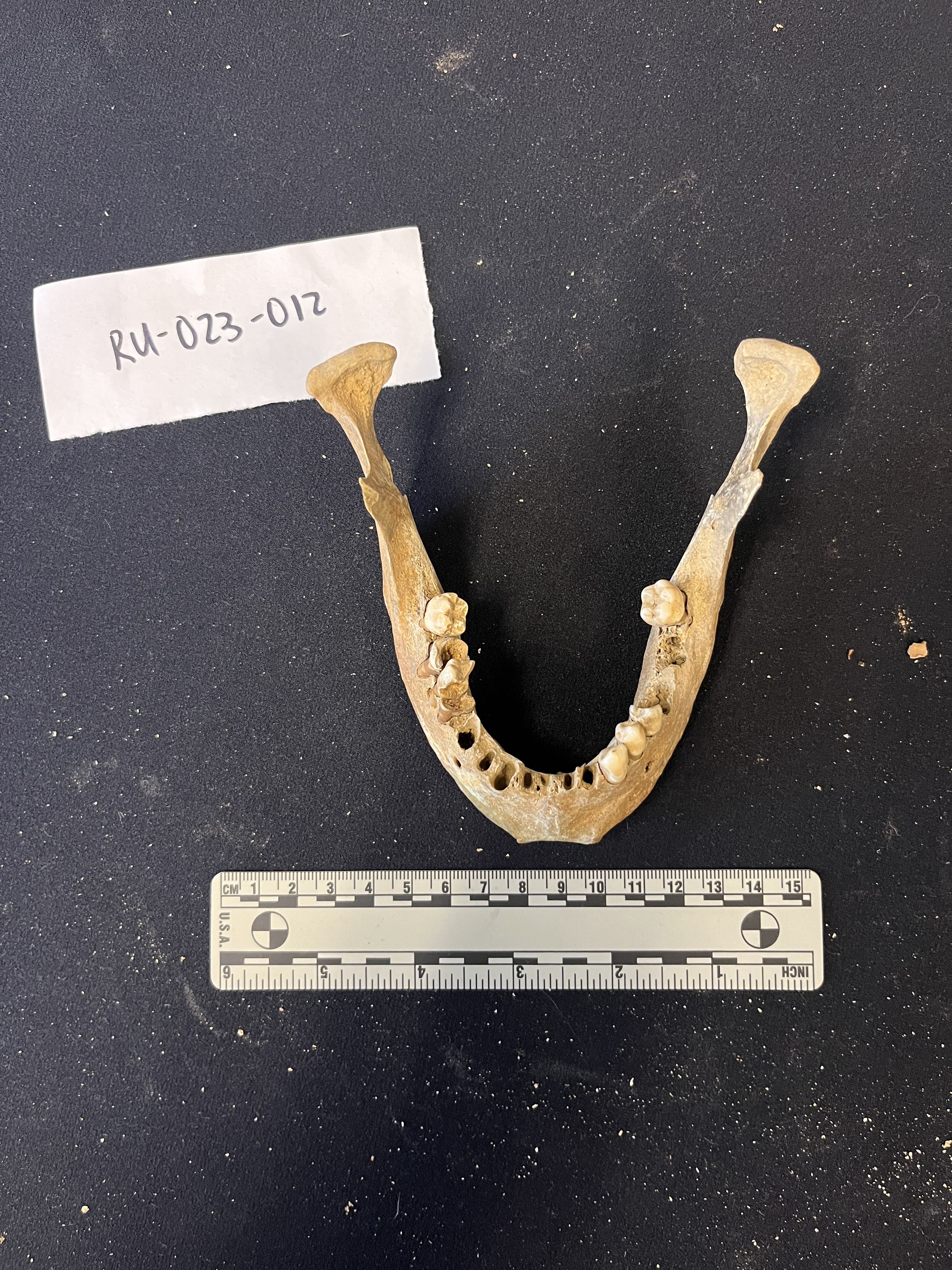 mandible with a few teeth intact mandible with a few teeth intact