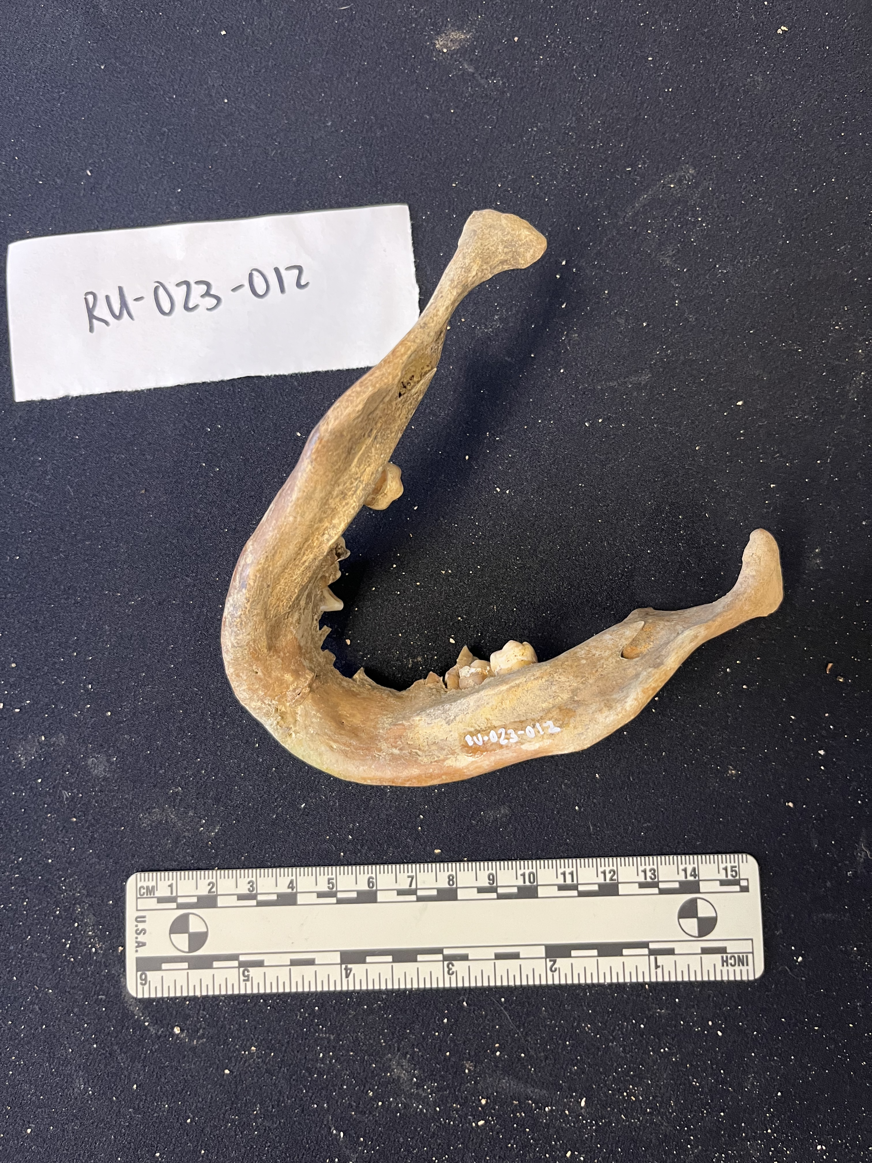 mandible with a few teeth intact mandible with a few teeth intact