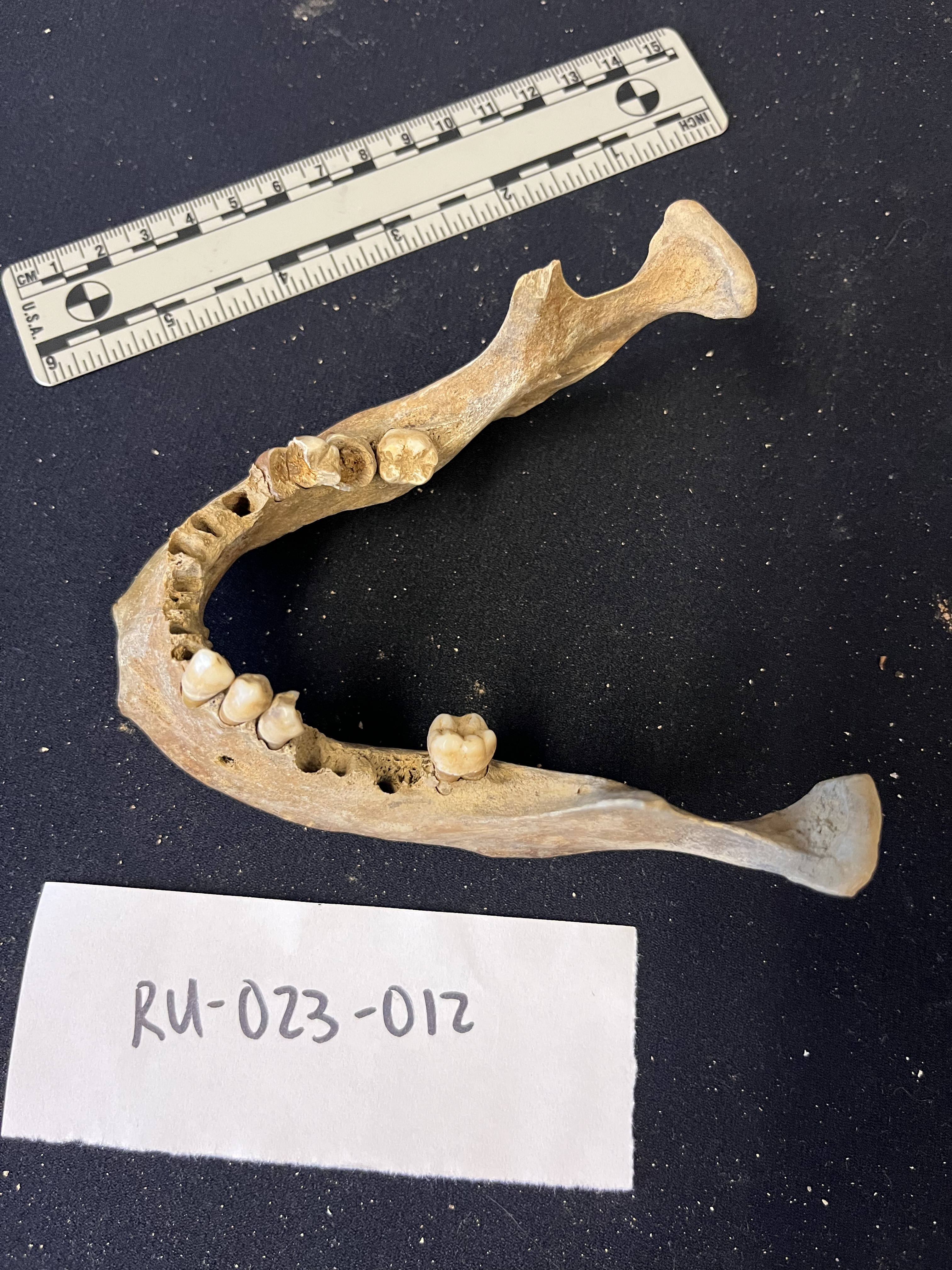 mandible with a few teeth intact mandible with a few teeth intact
