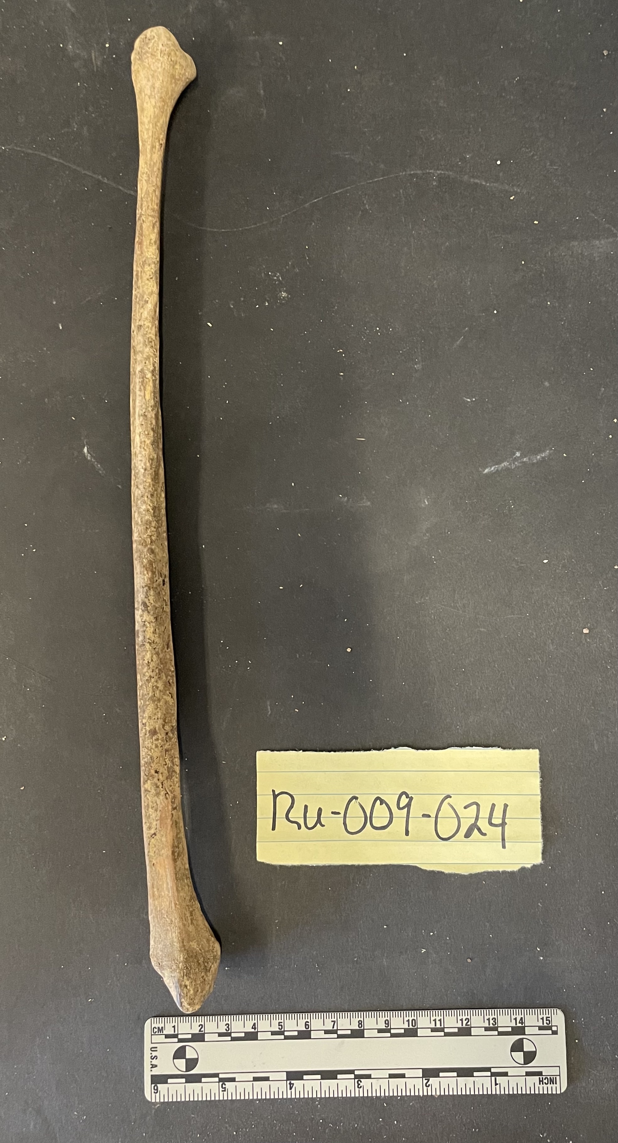 RU-009-024 Fibula