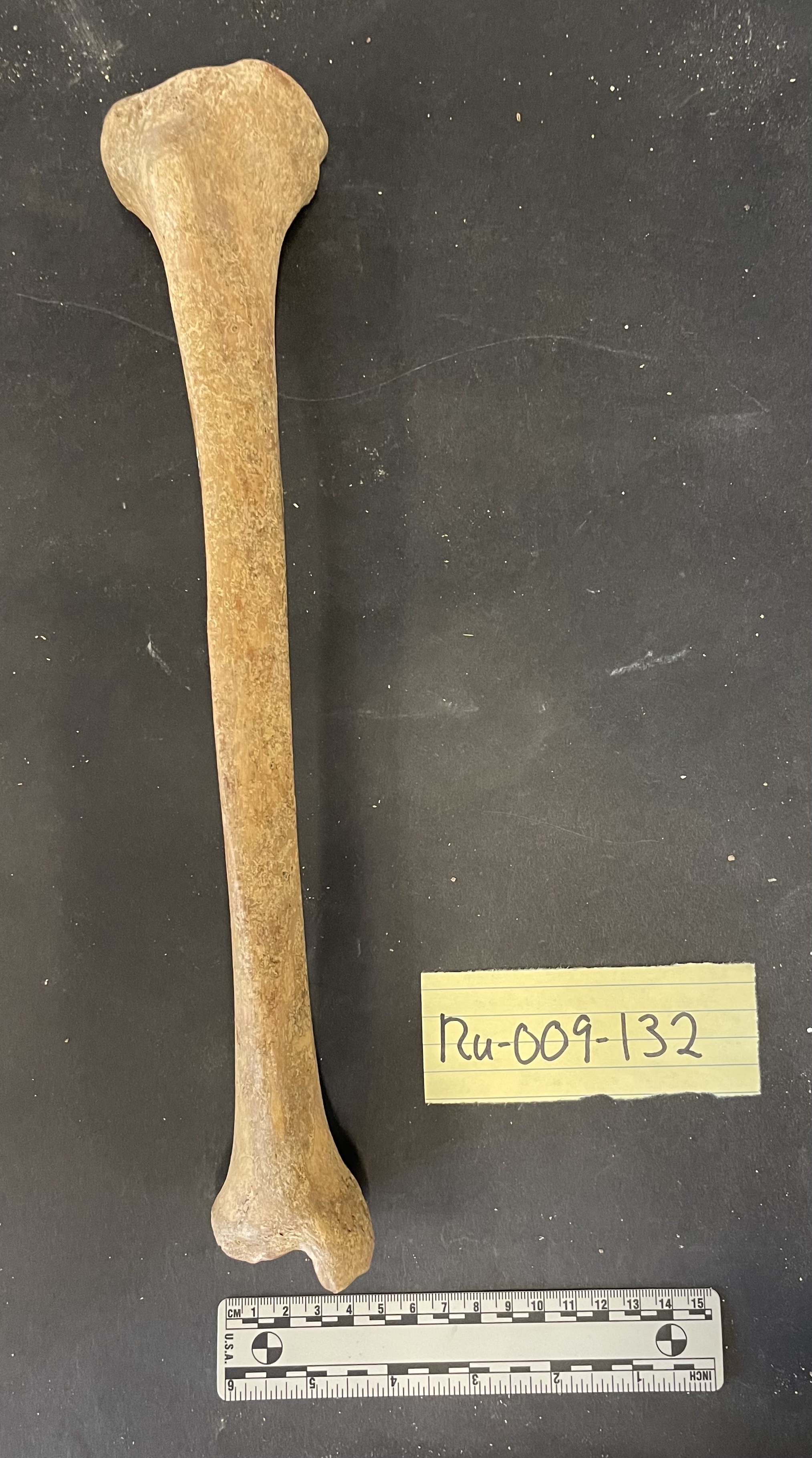 RU-009-132 Tibia