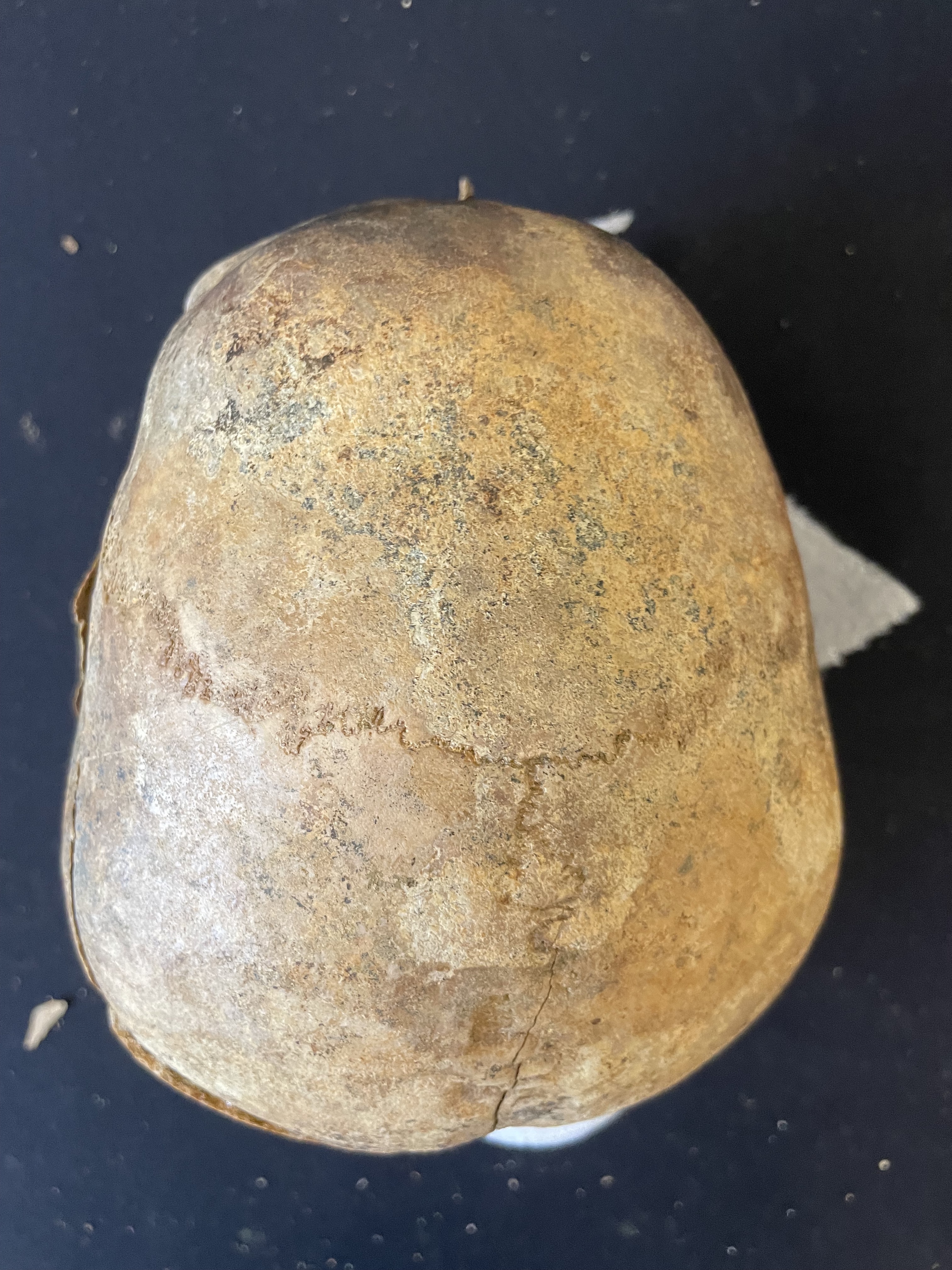 RU-012-079 Anterior view of cranium