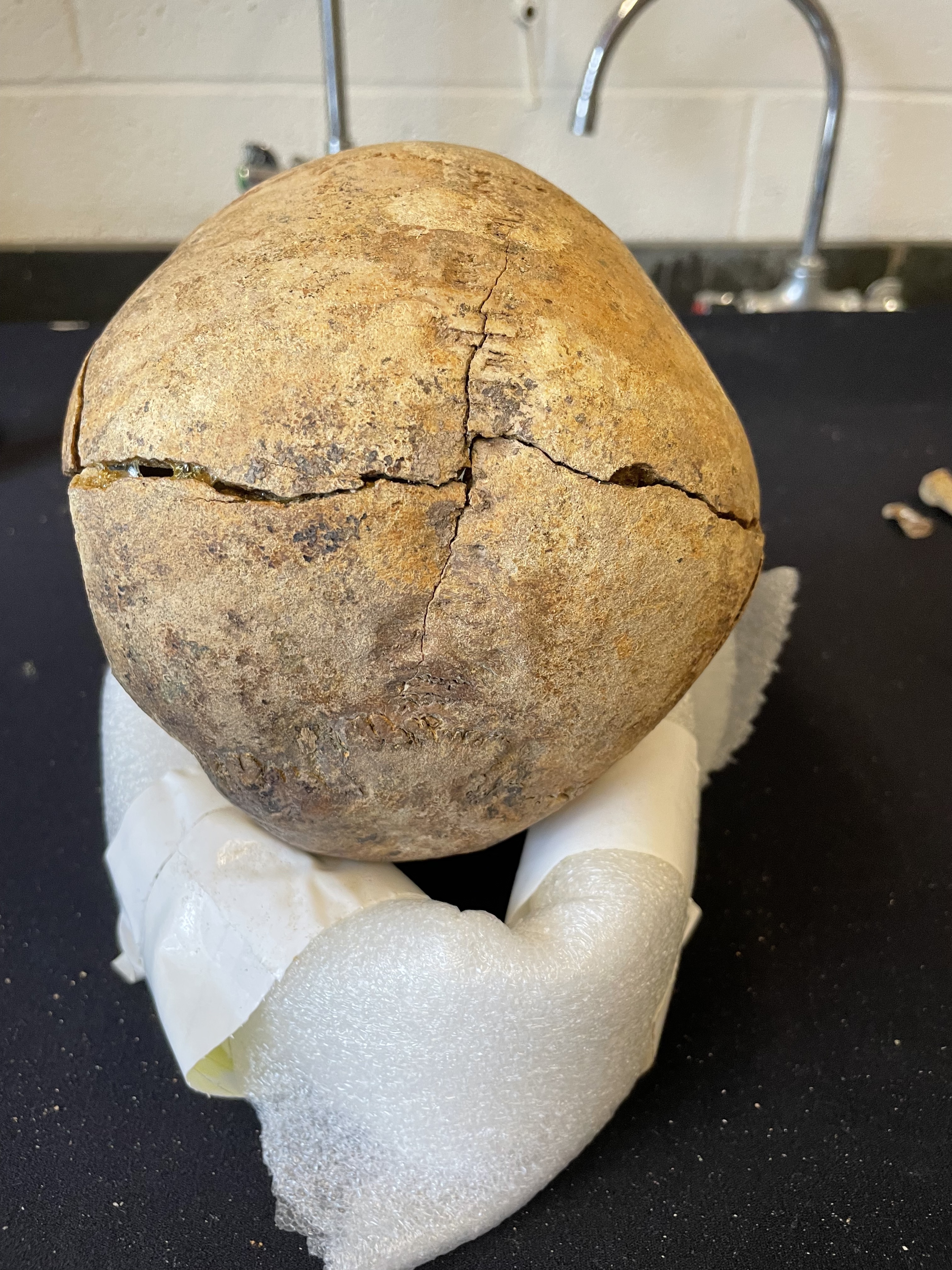 View of cranium showing RU-012-080 Posterior view of cranium