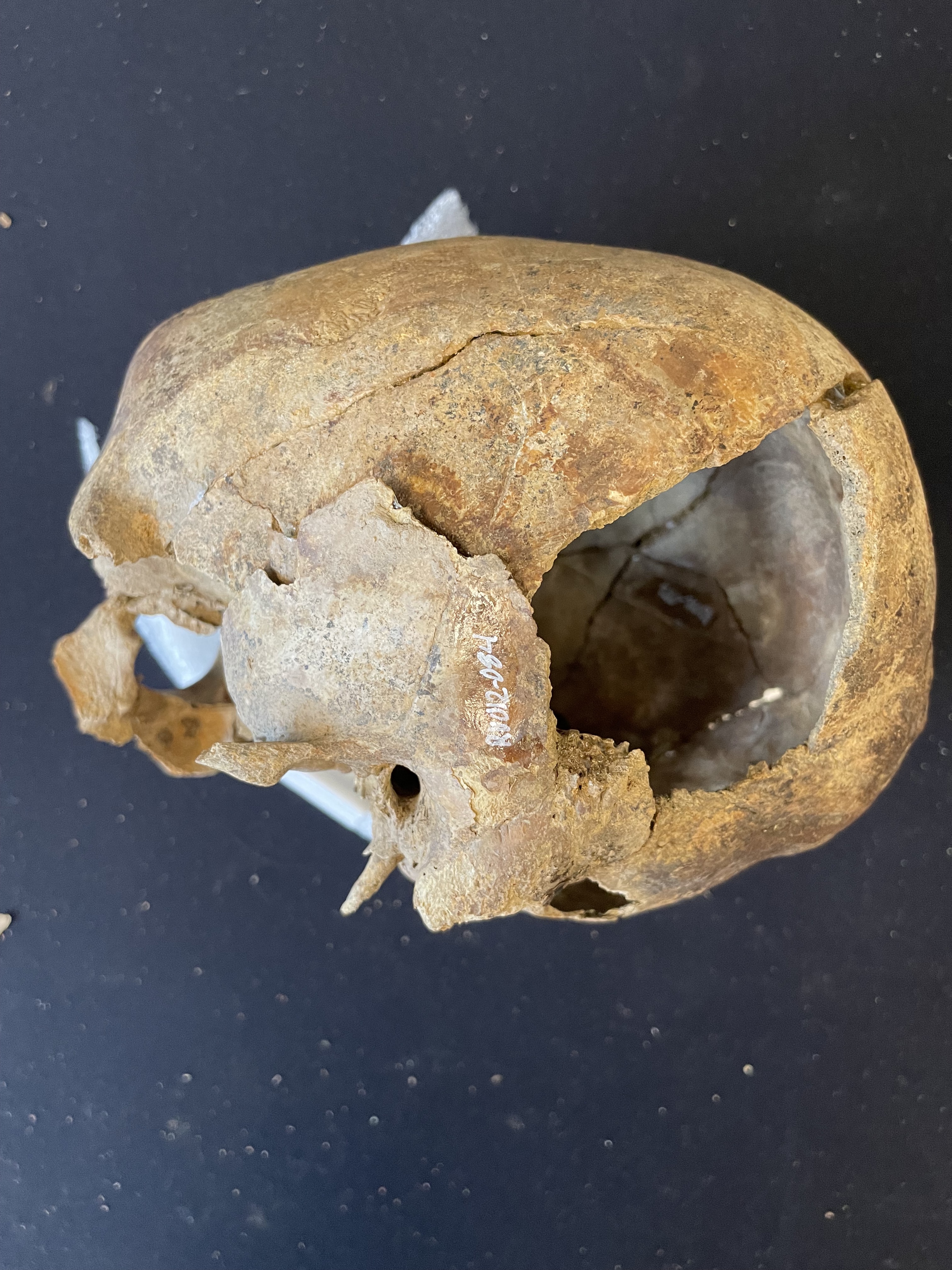 View of cranium showing RU-012-079, RU-012-080, RU-012-083 and RU-012-084 Right lateral view of cranium