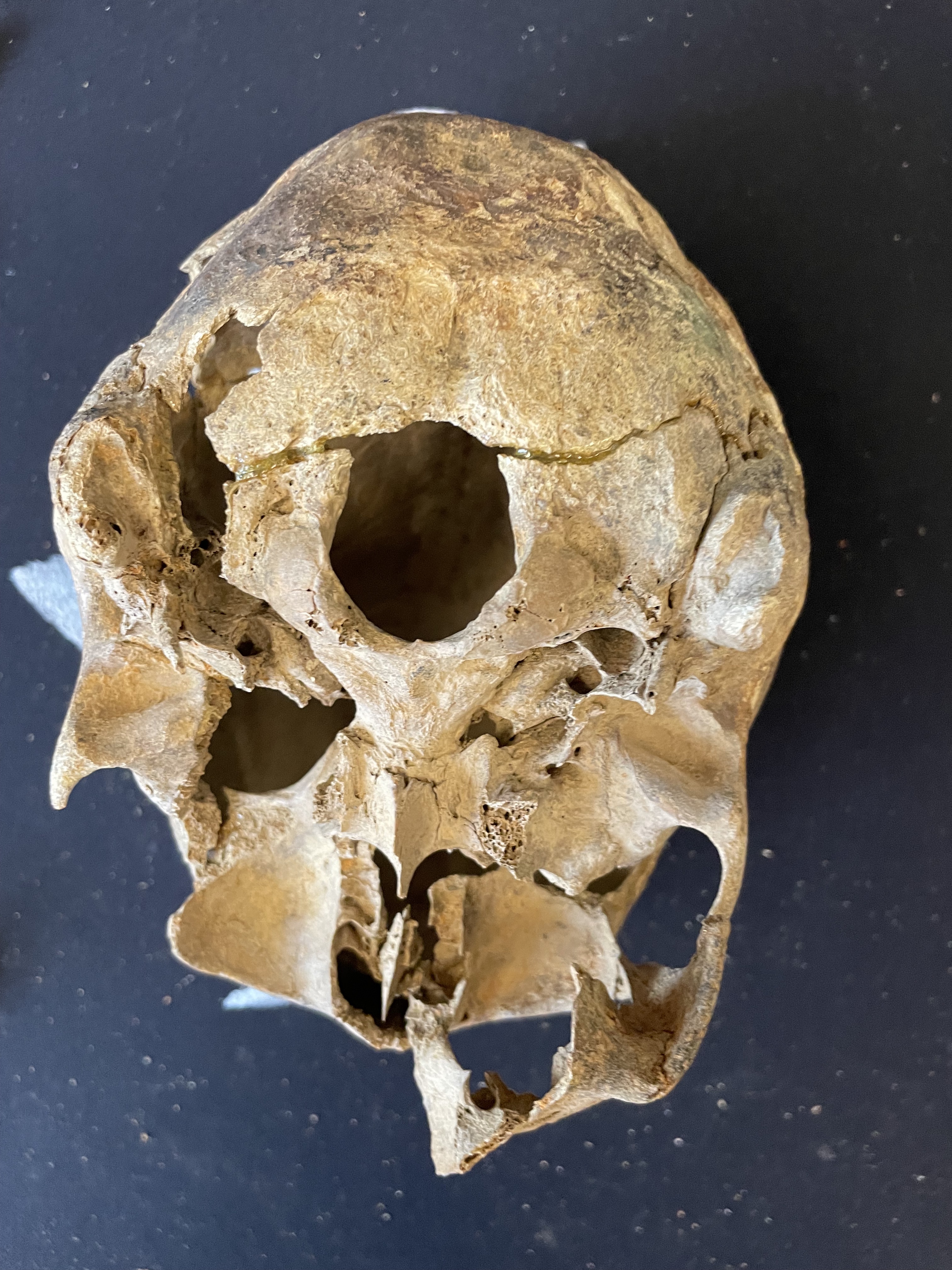 Base of cranium showing RU-012-080 and RU-012-081 Base of cranium