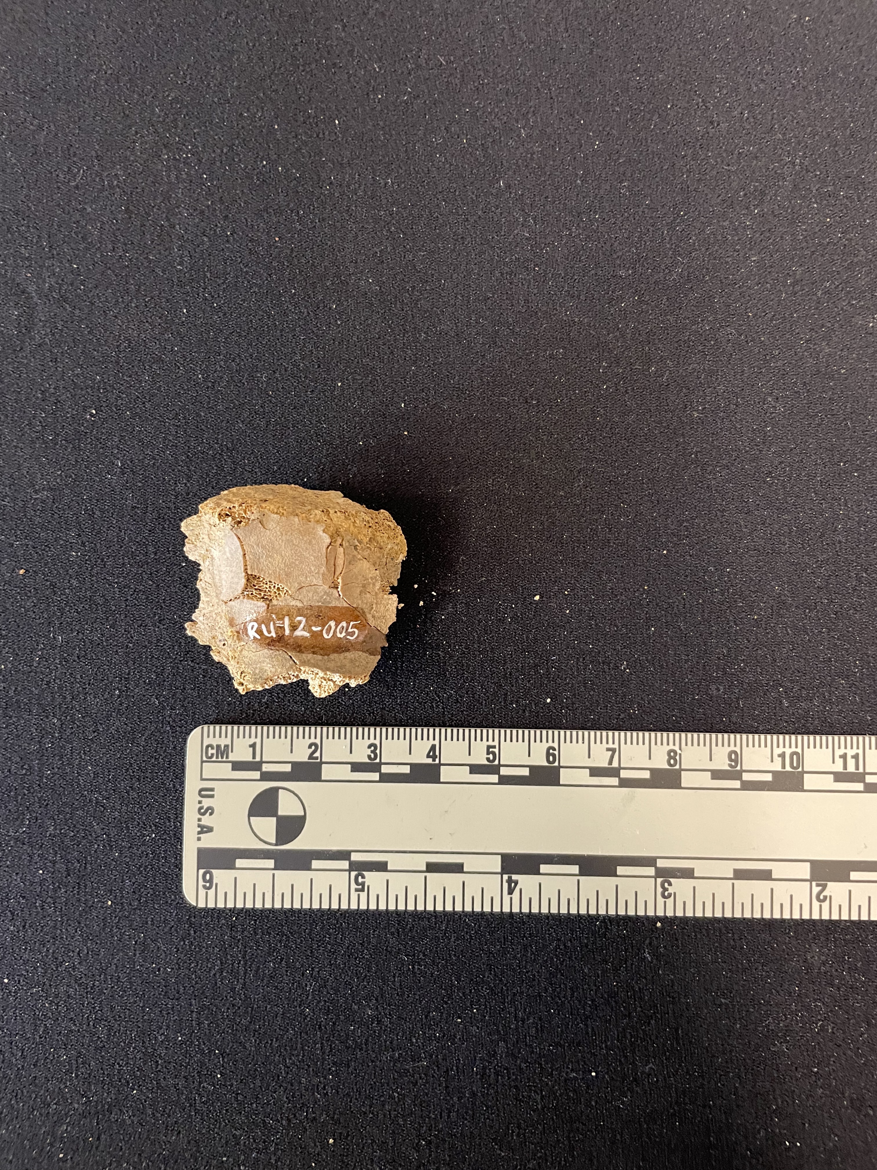 RU-012-005, fragment, likely calcaneus Fragment, likely calcaneus