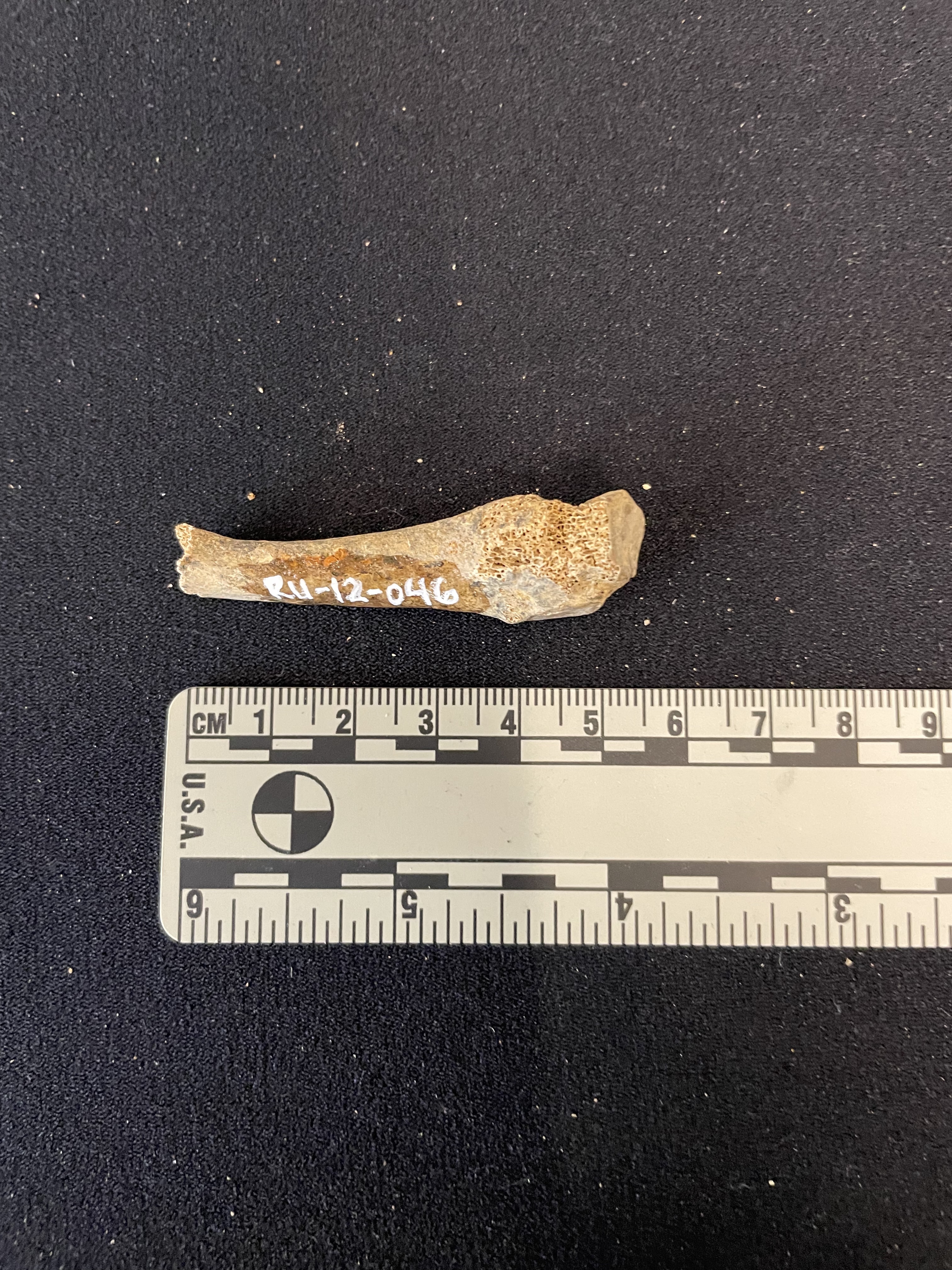 Metatarsal