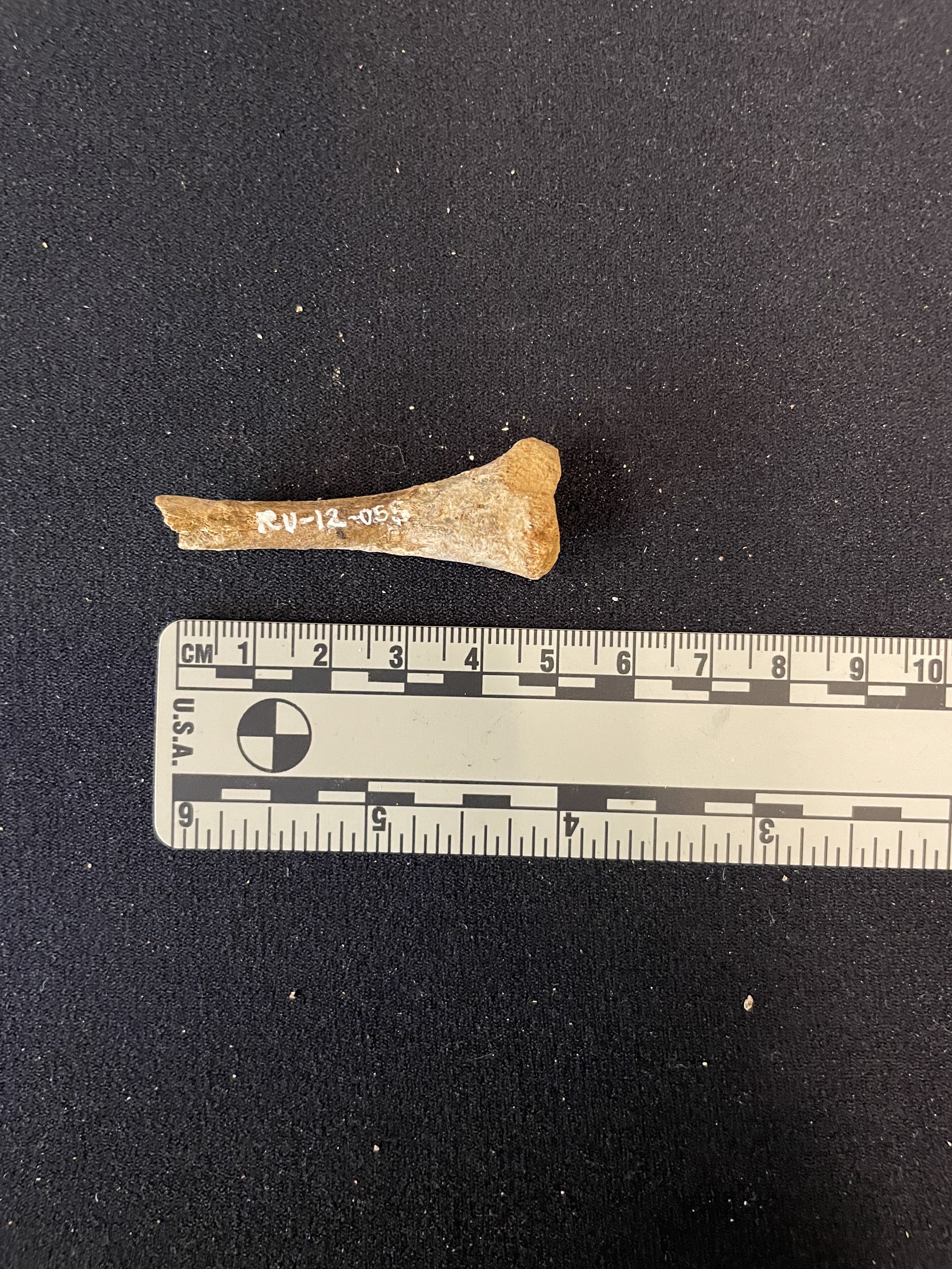 Child's fibula 