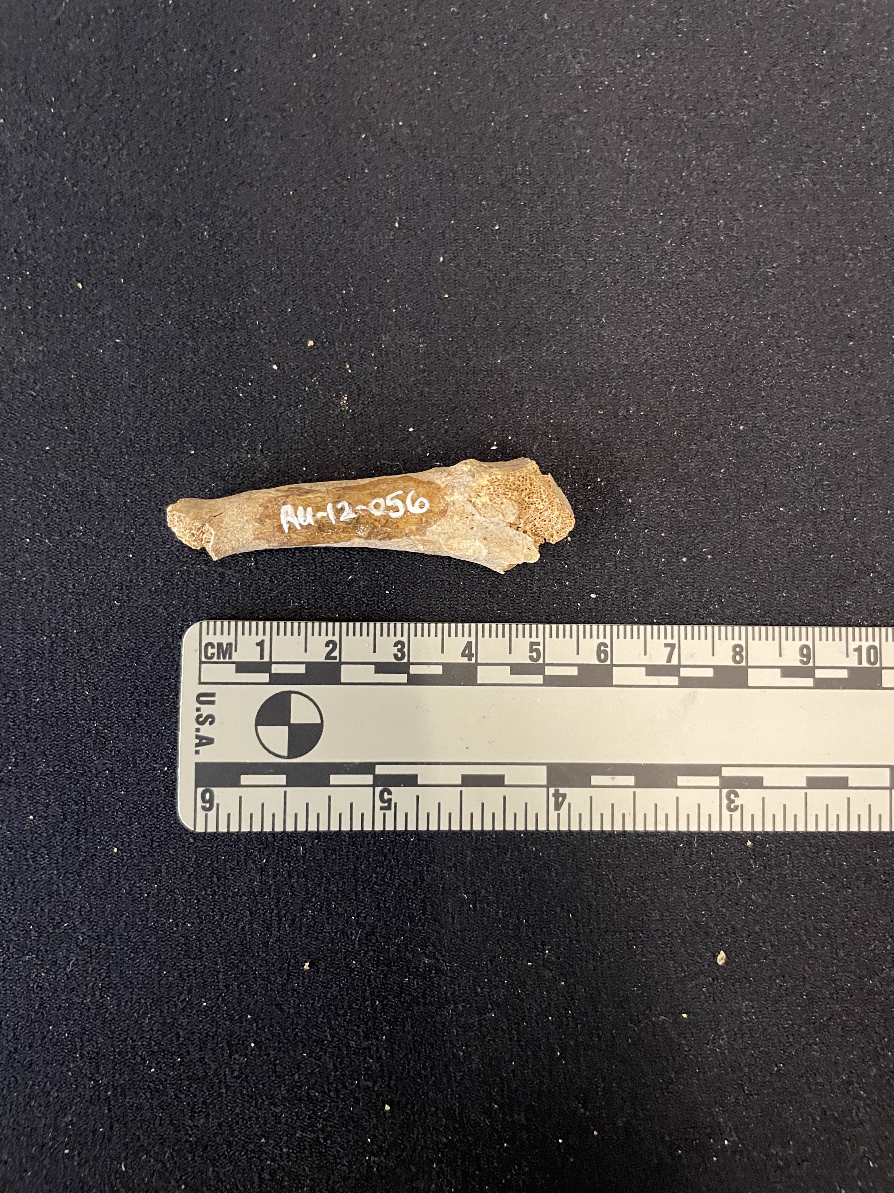RU-012-056 Metatarsal