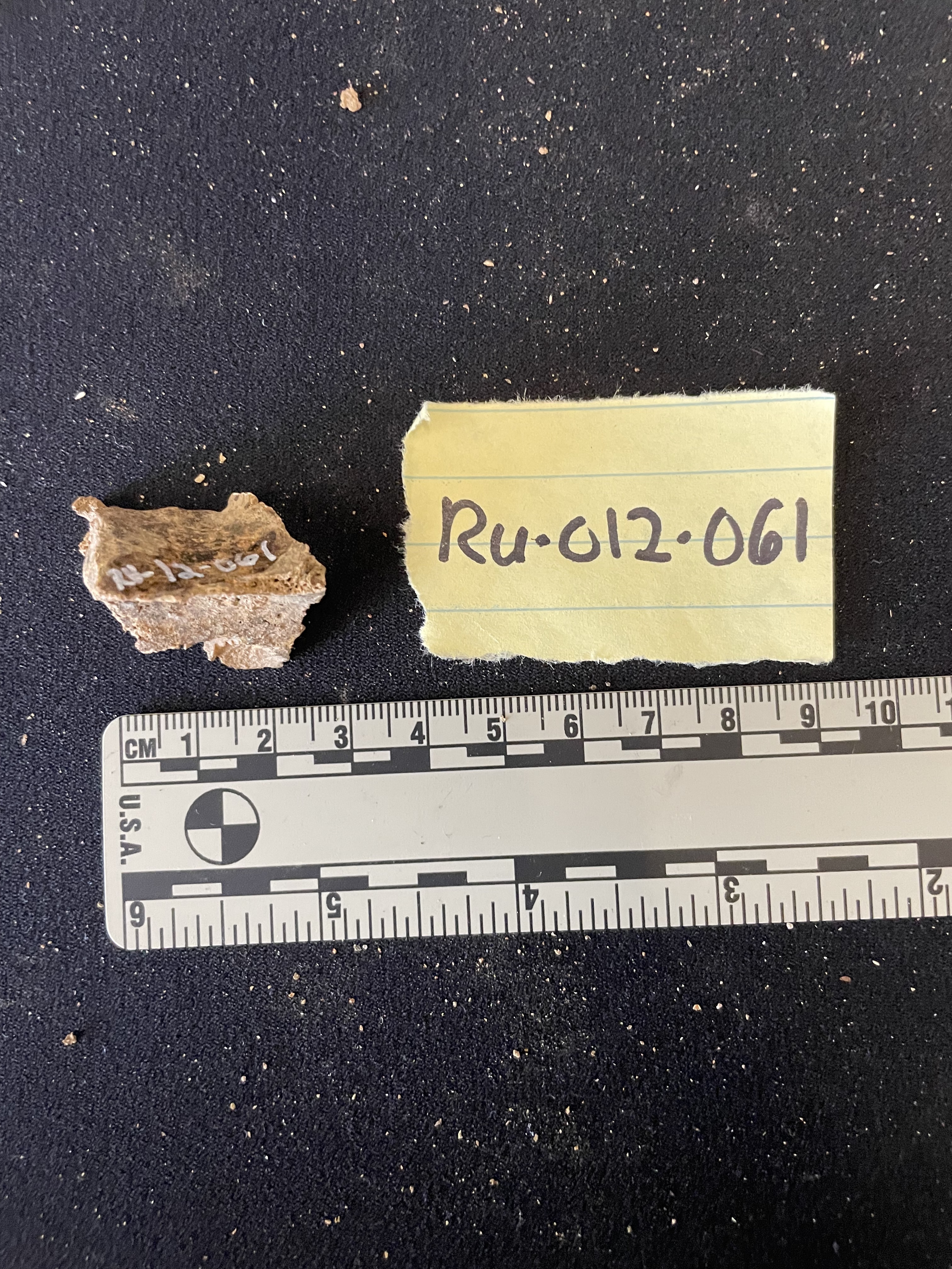 RU-012-061 Cranial fragment