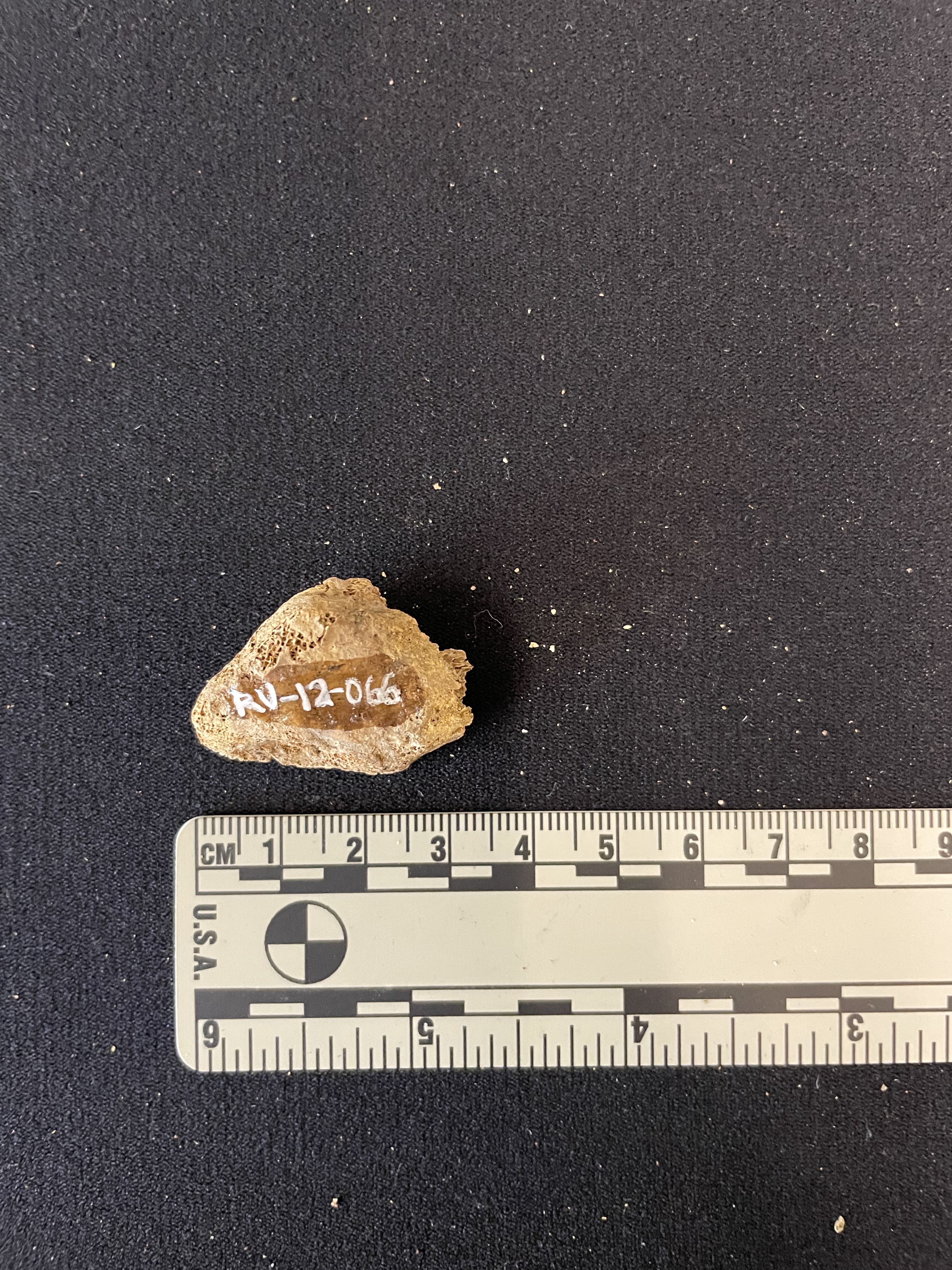 RU-012-066 Tarsal fragment
