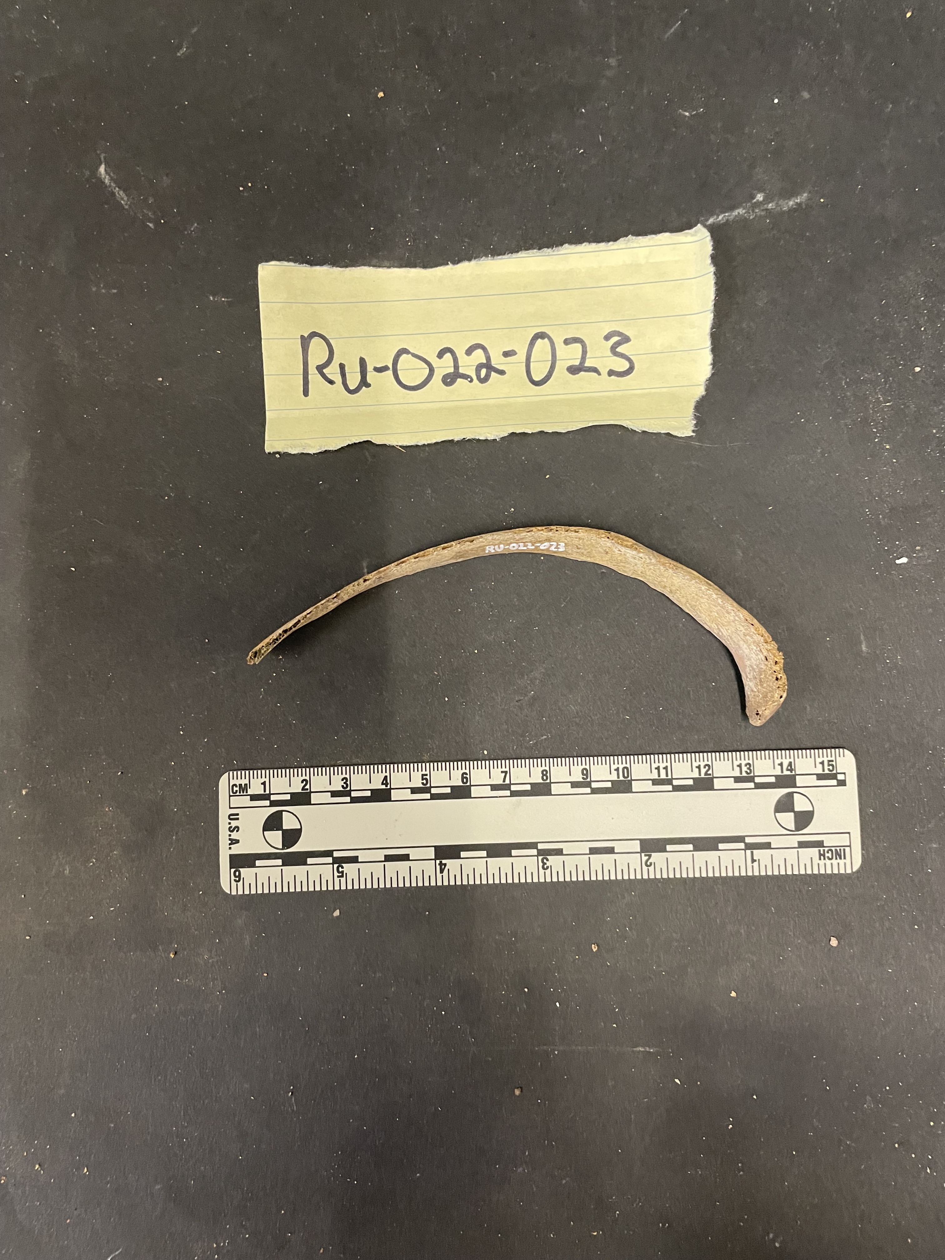 Right Rib