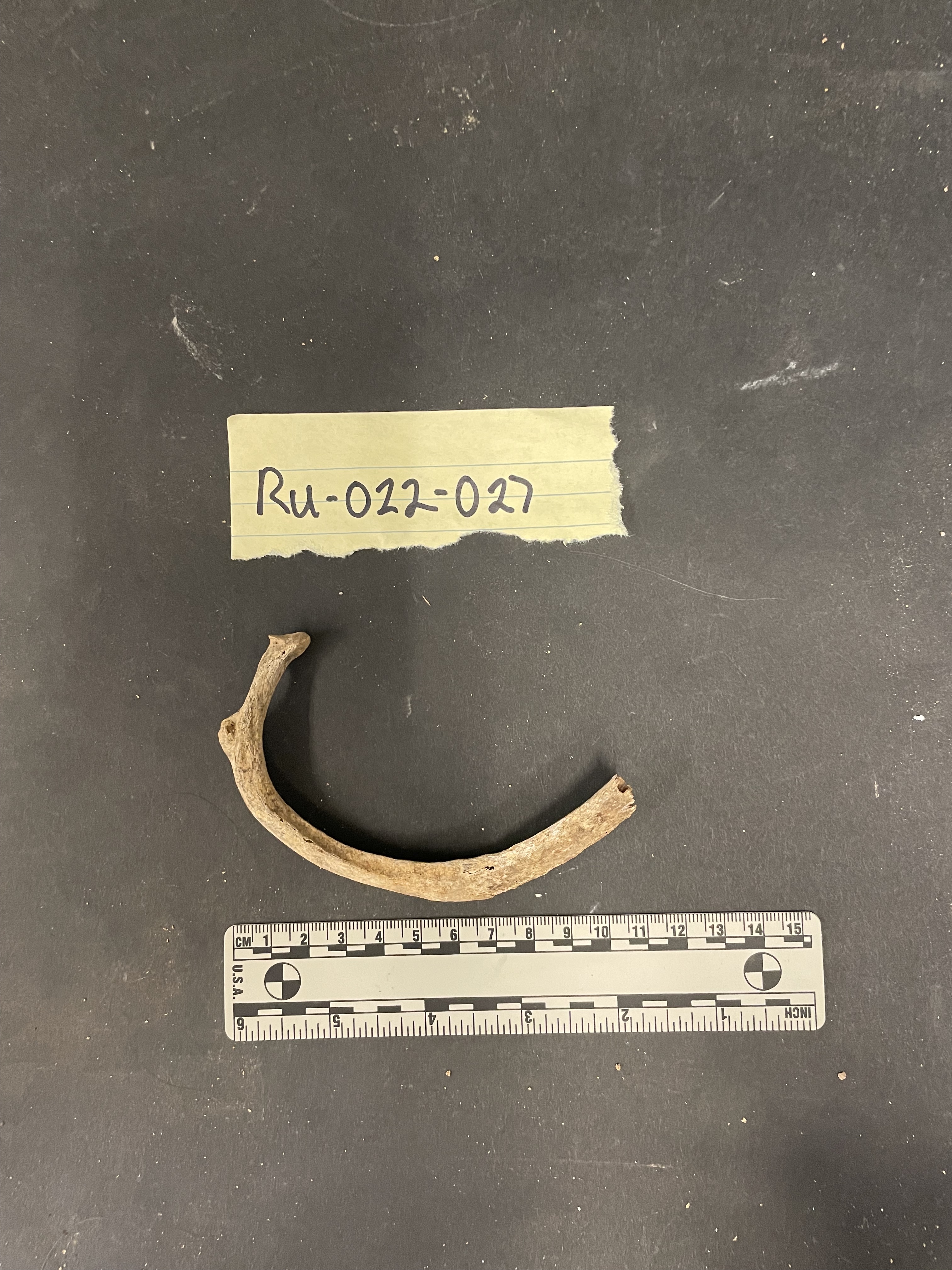 RU-022-027 Right Rib