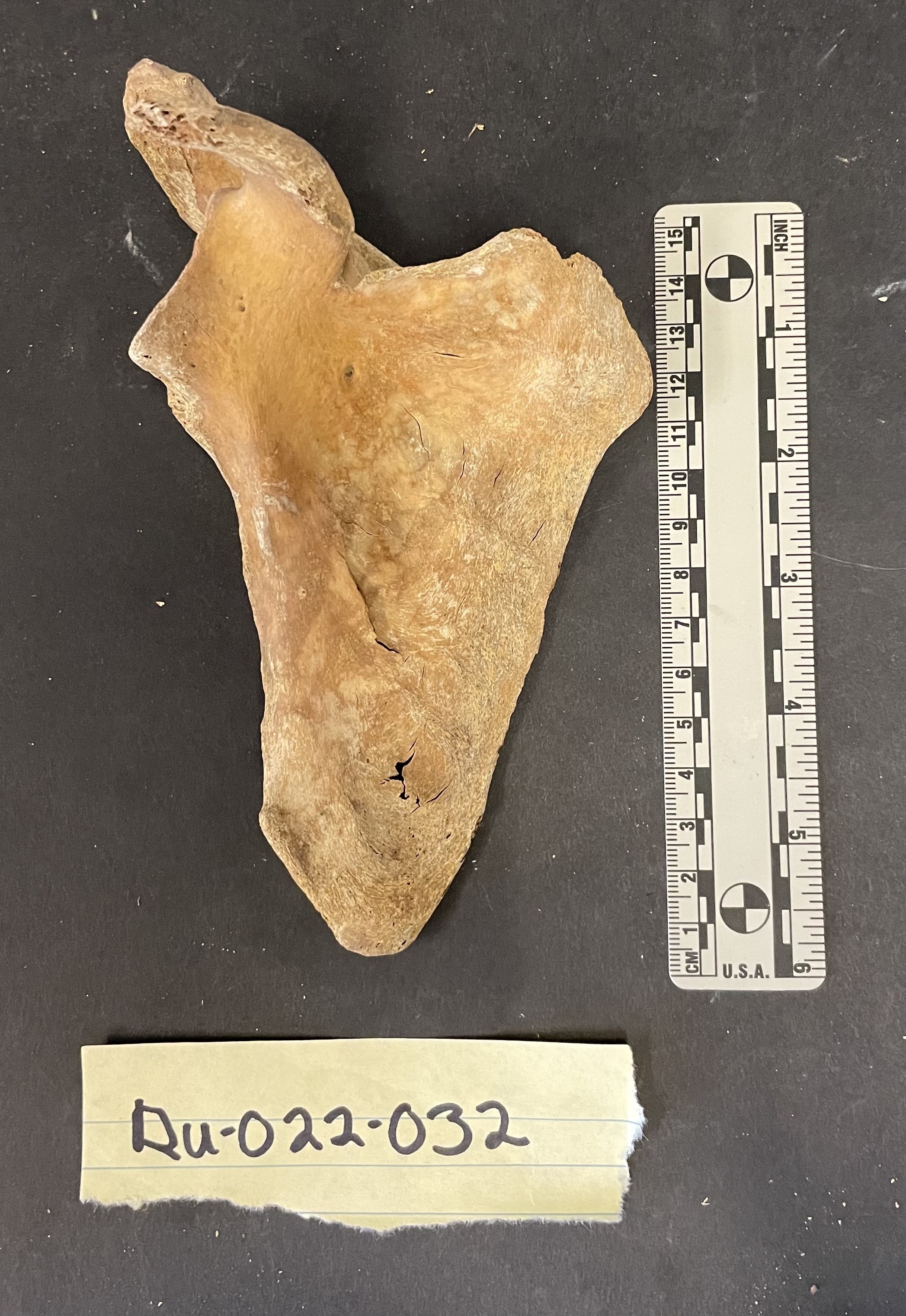 RU-022-032 Right scapula