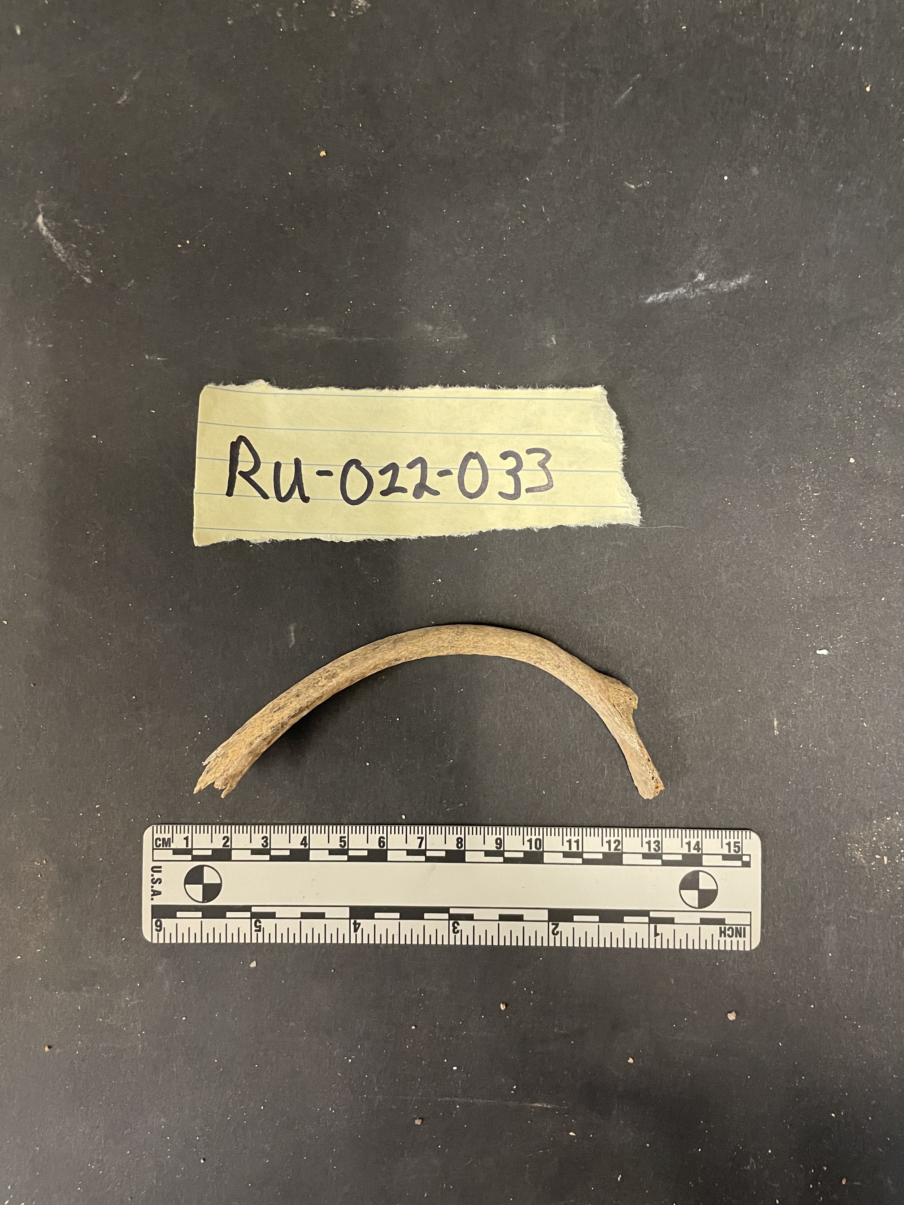 Right Rib