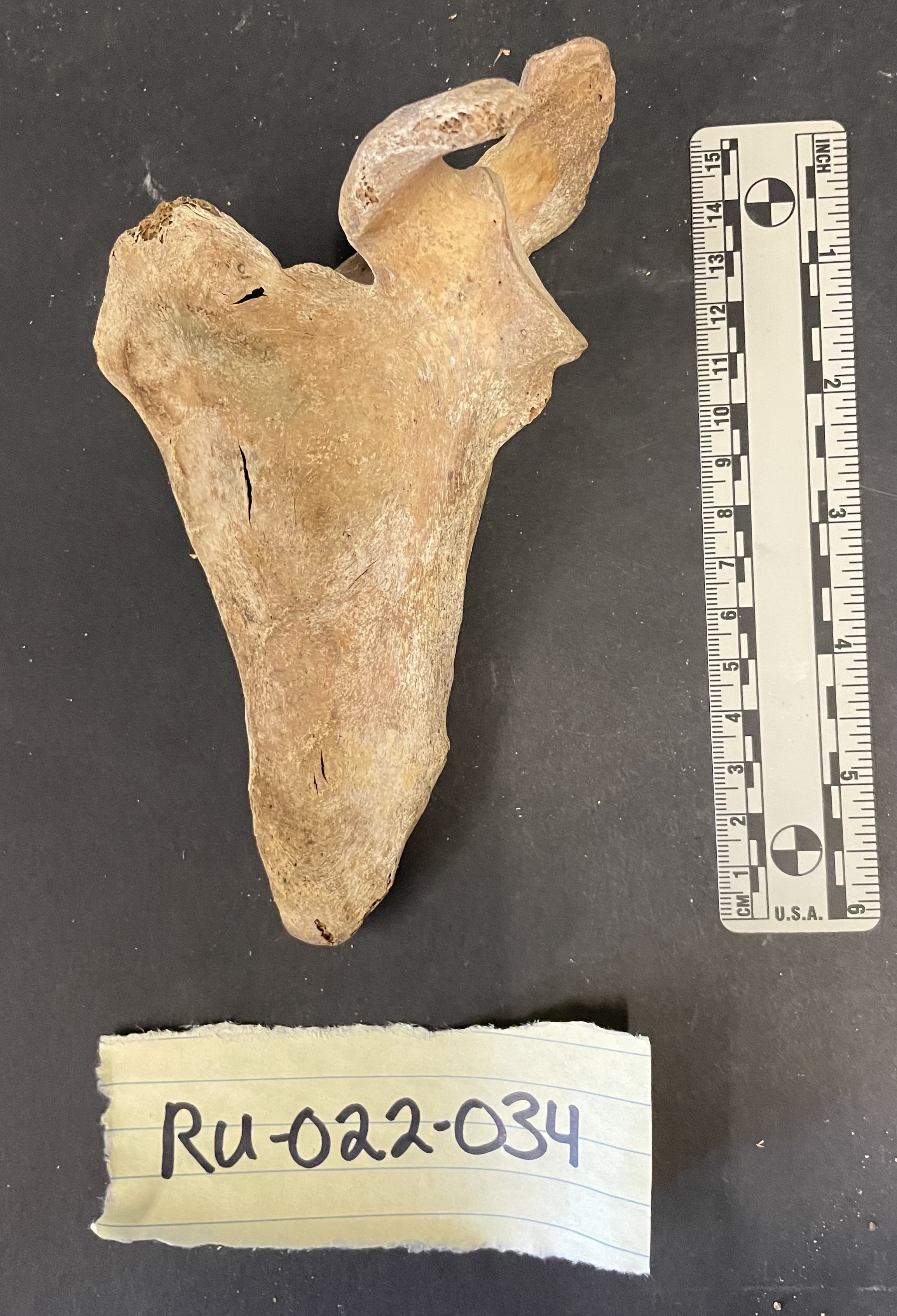 Left scapula