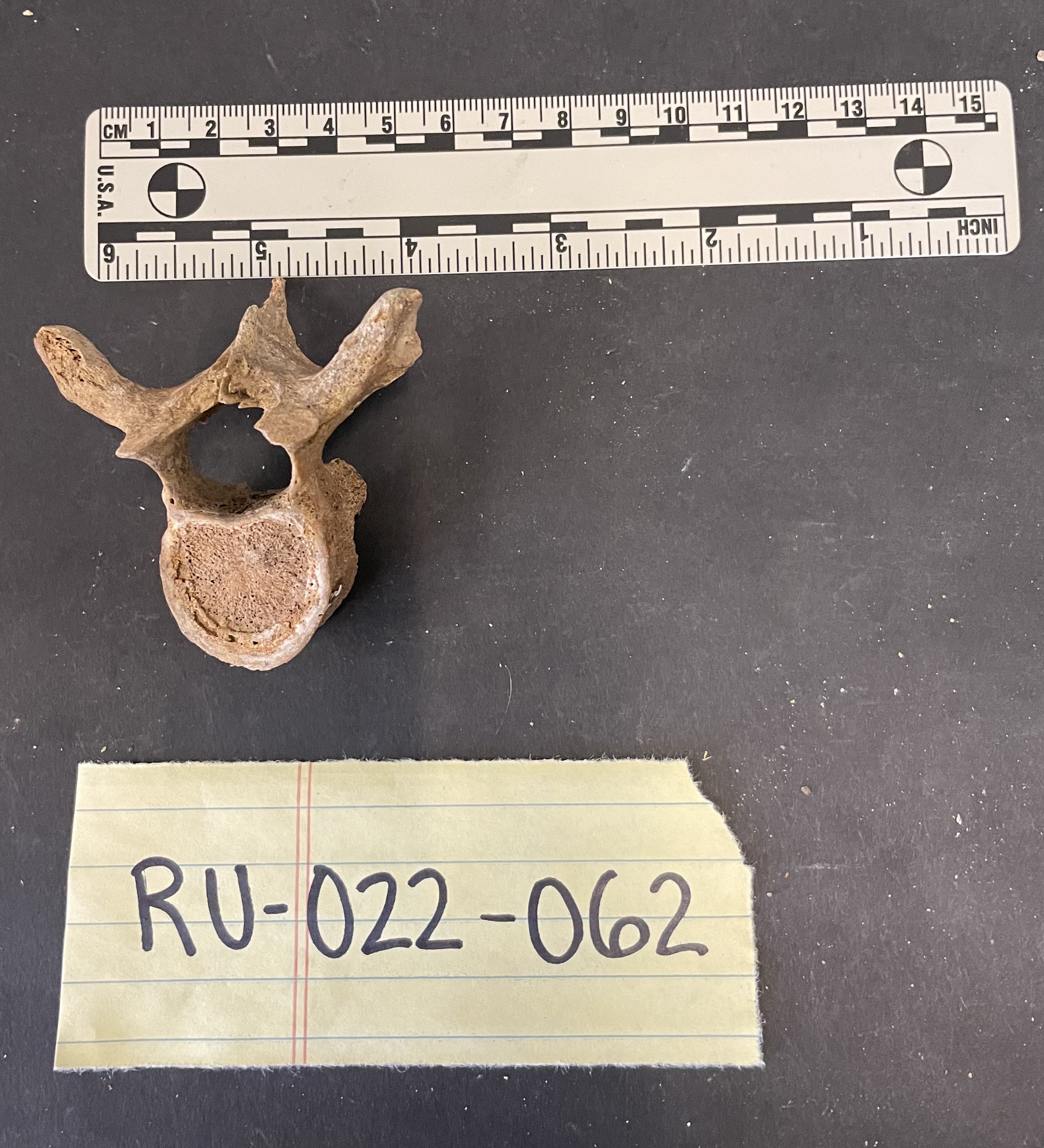 RU-022-062 Vertebrae