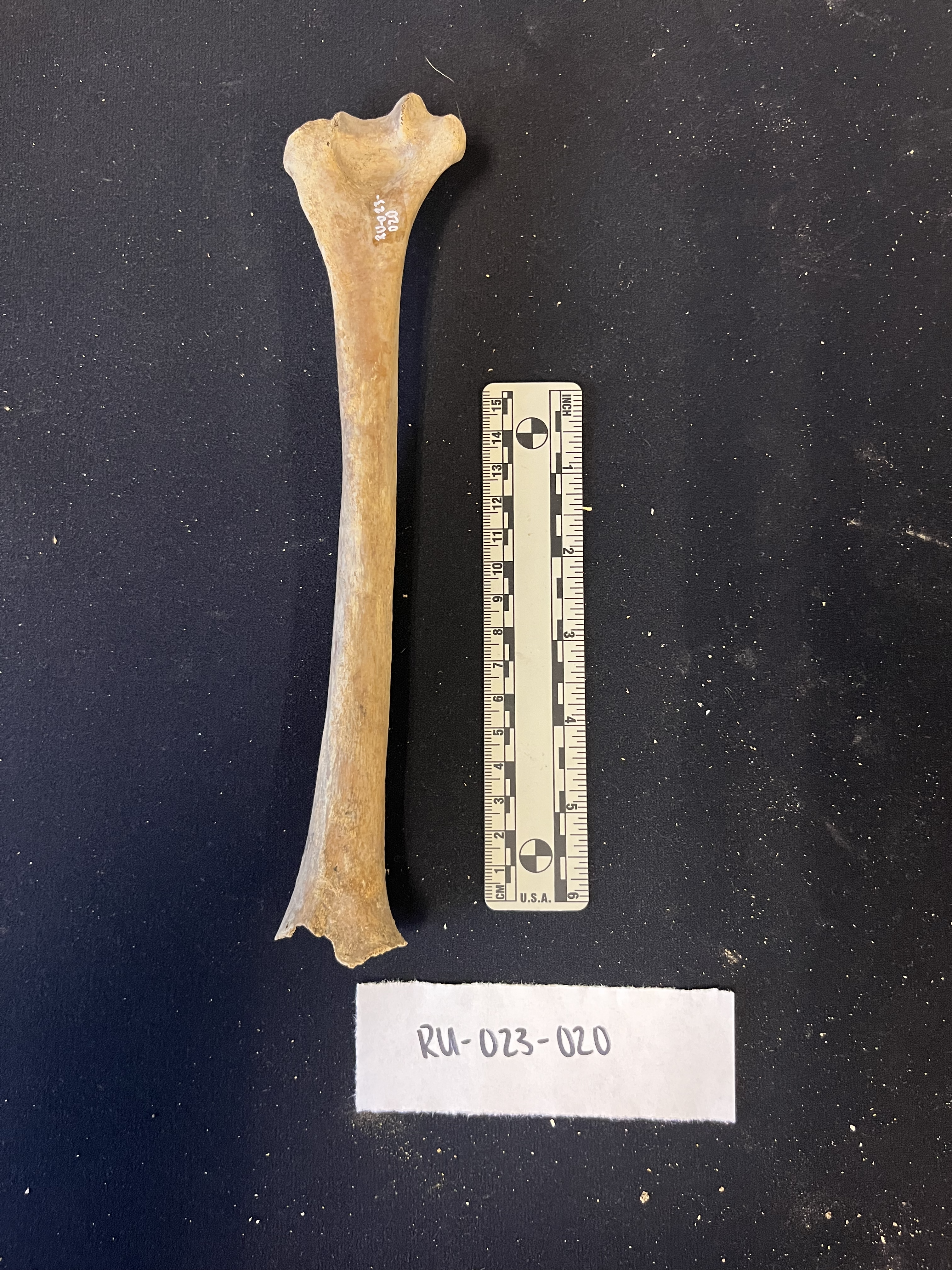 right humerus right humerus
