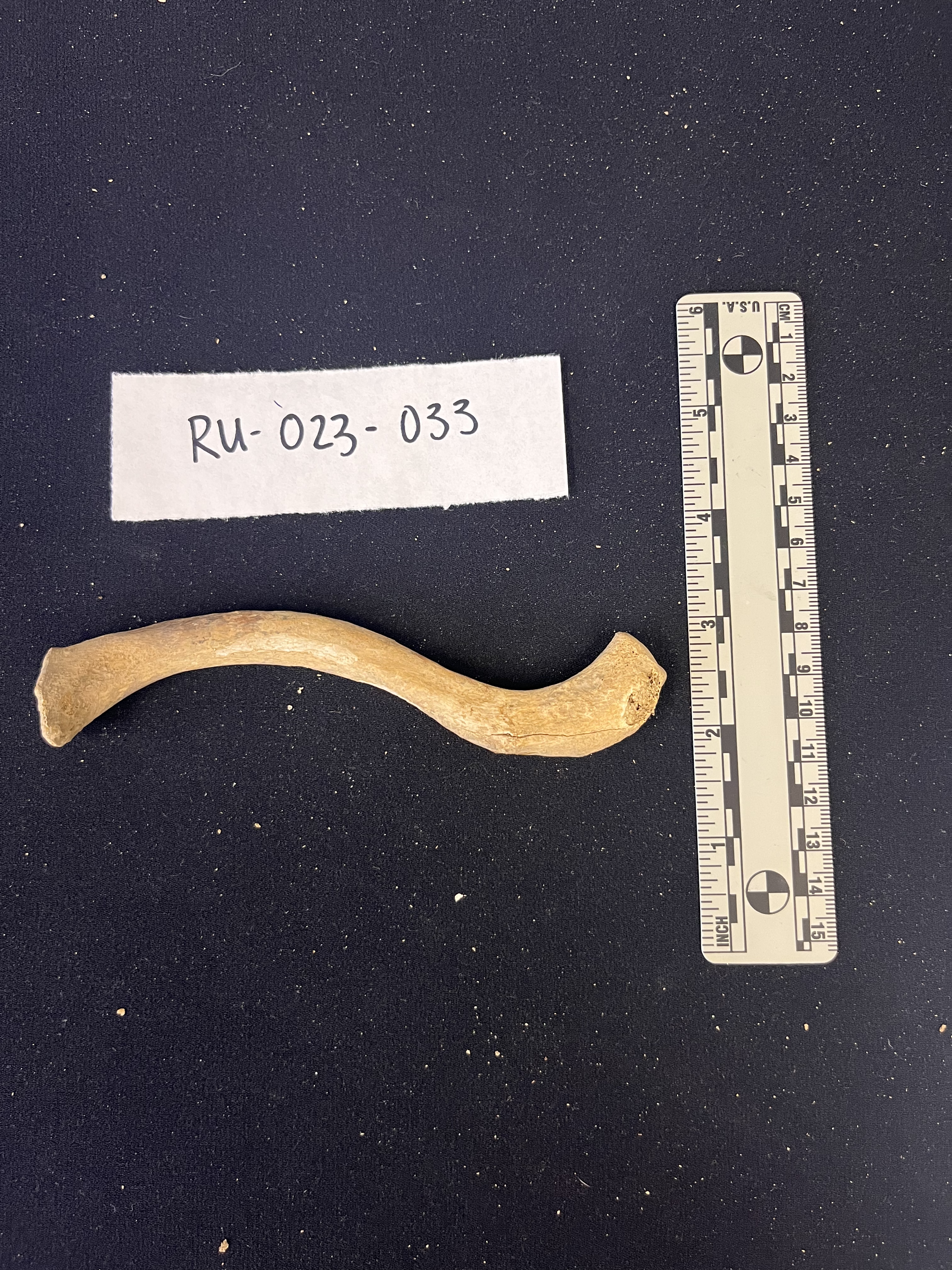left clavicle inferior view left clavicle inferior view