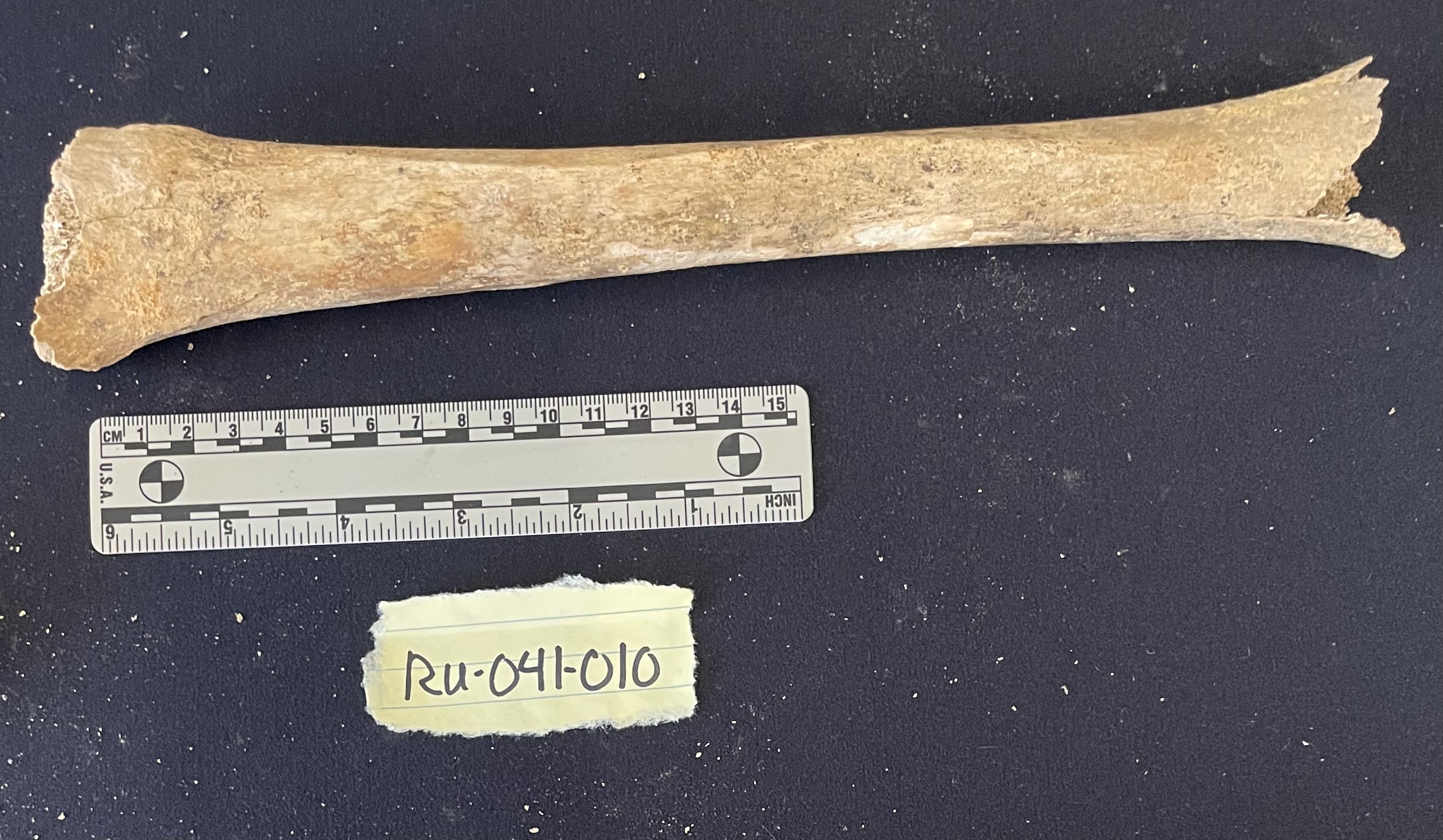 RU-041-010 Left tibia