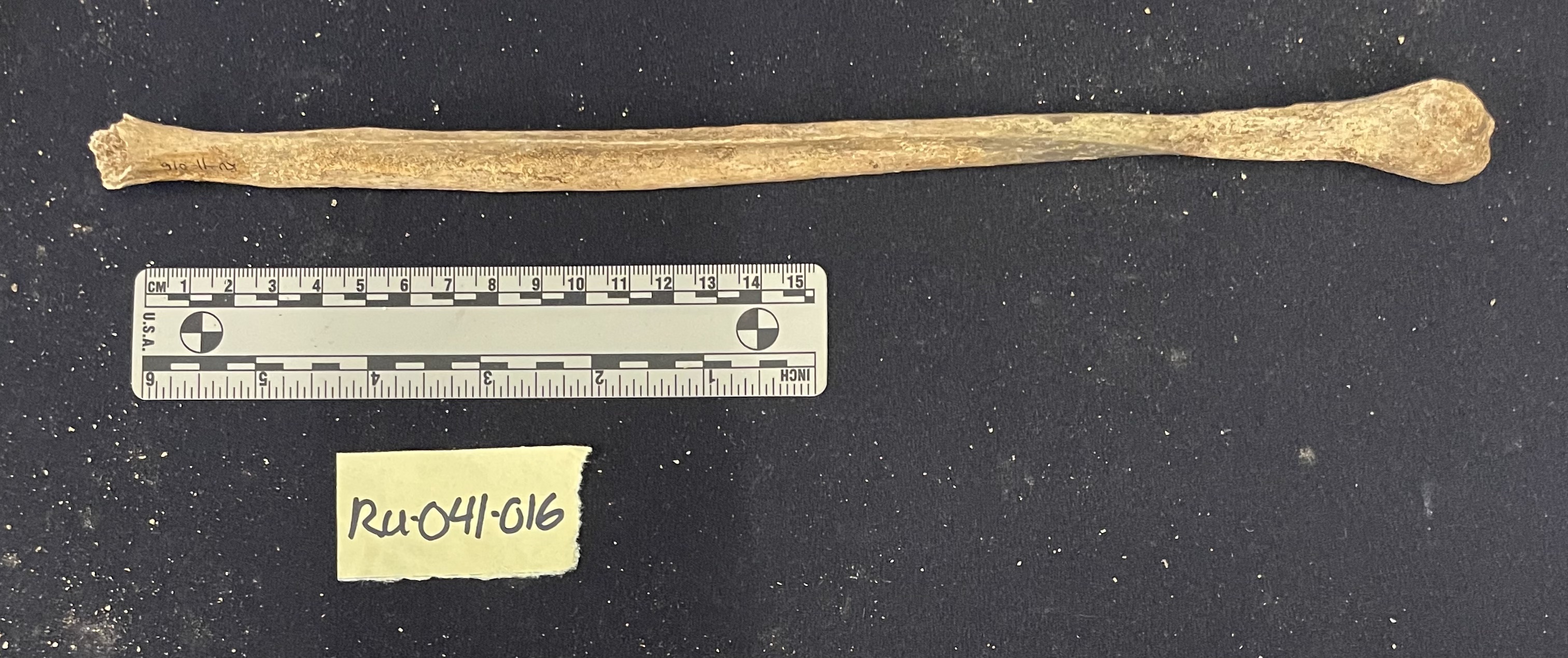 RU-041-016 Right fibula