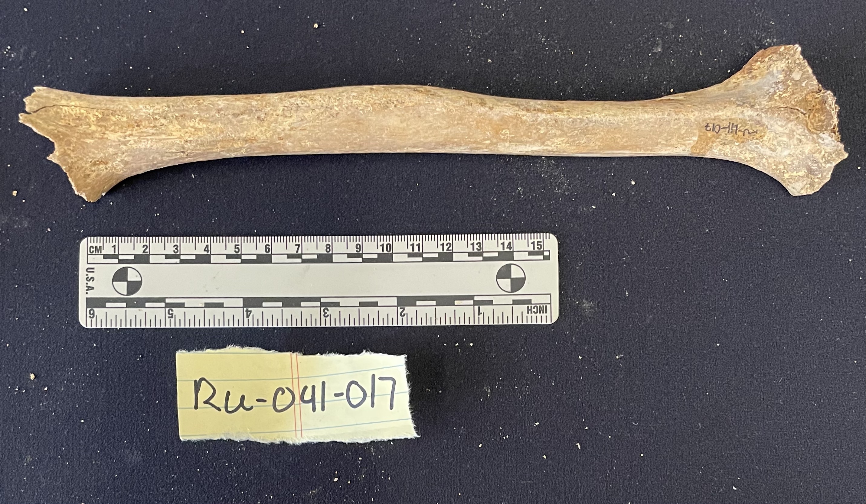 Left humerus