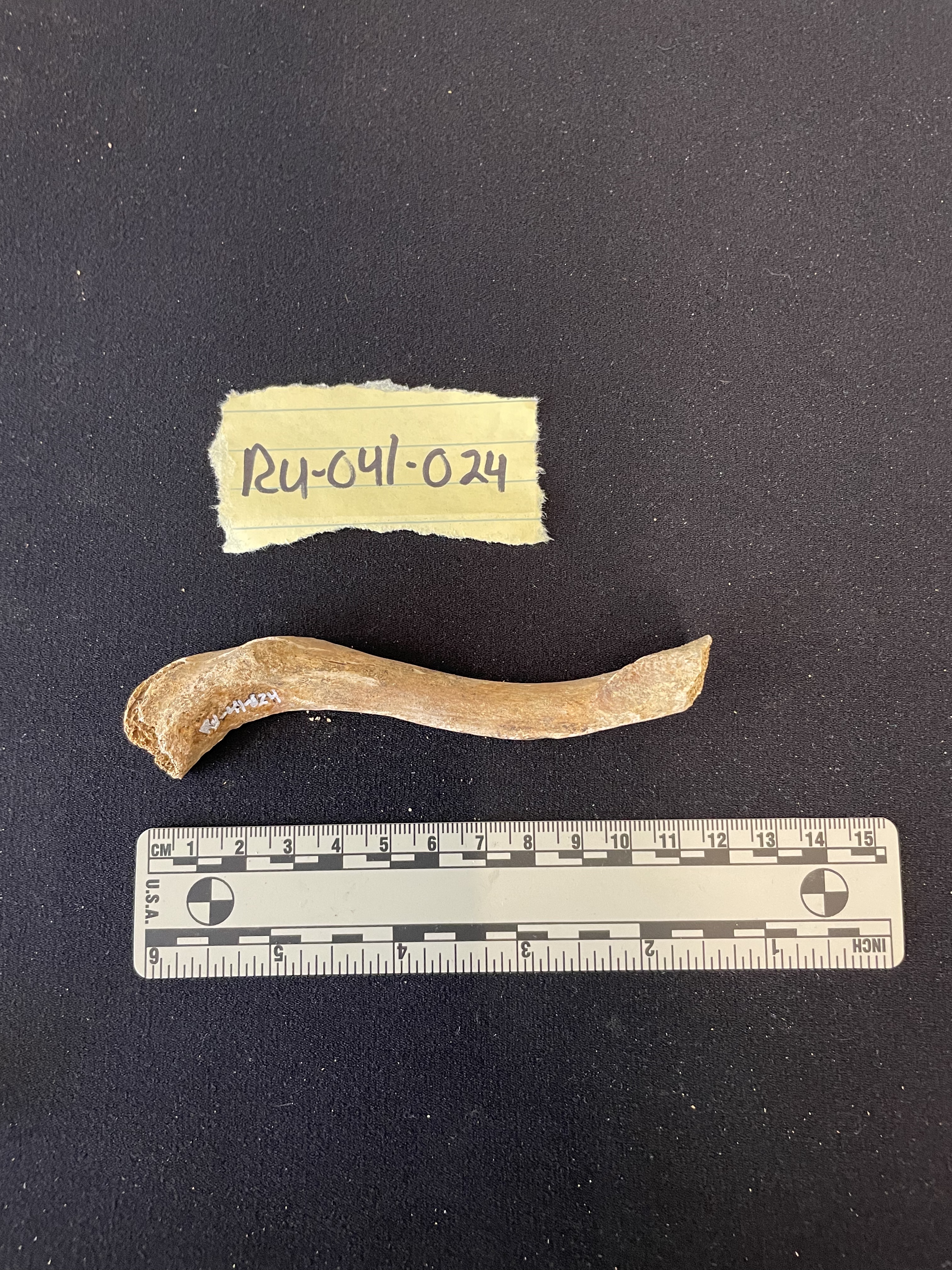 RU-041-024 Left clavicle
