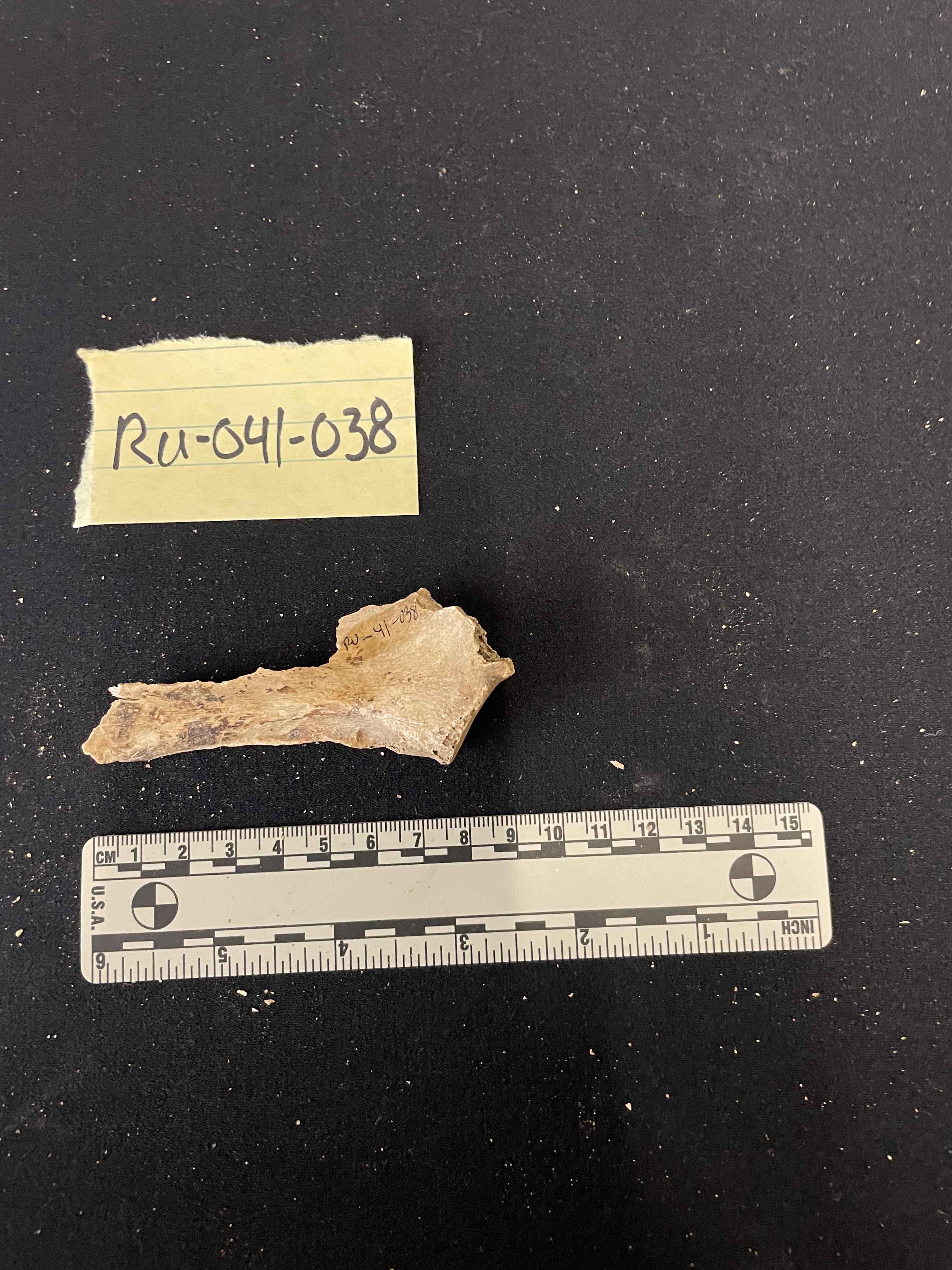 Fragment of scapula 