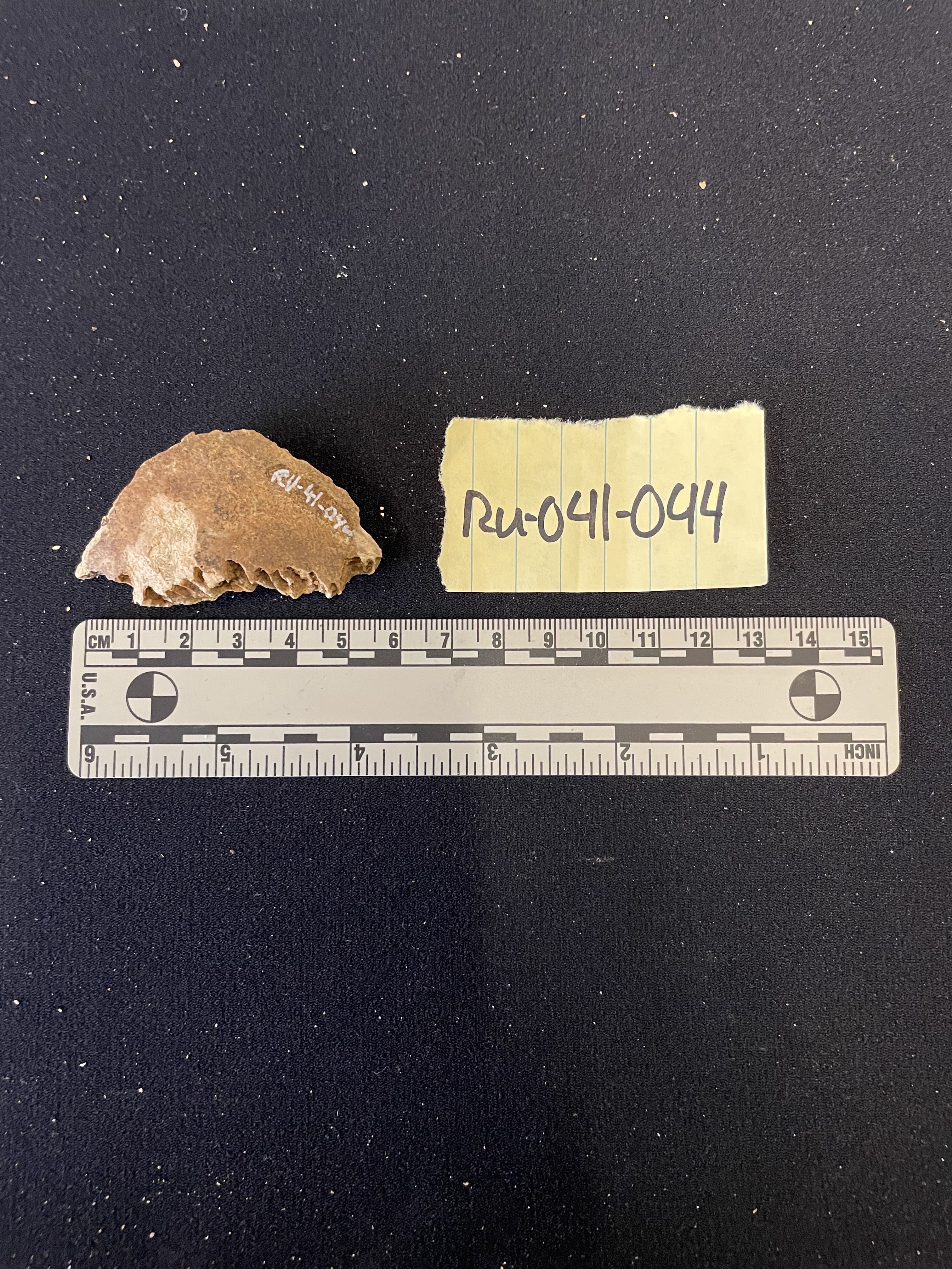 Cranial fragment