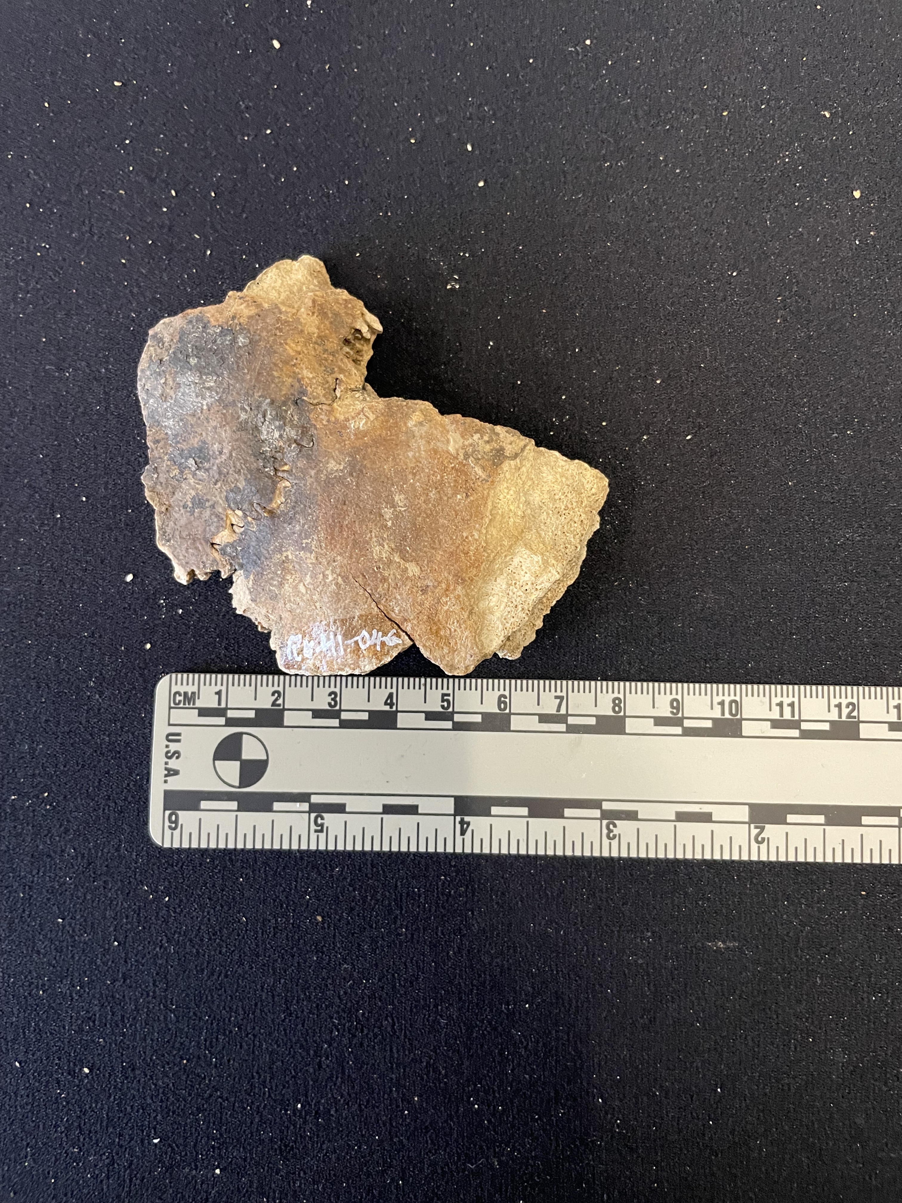 Cranial fragment