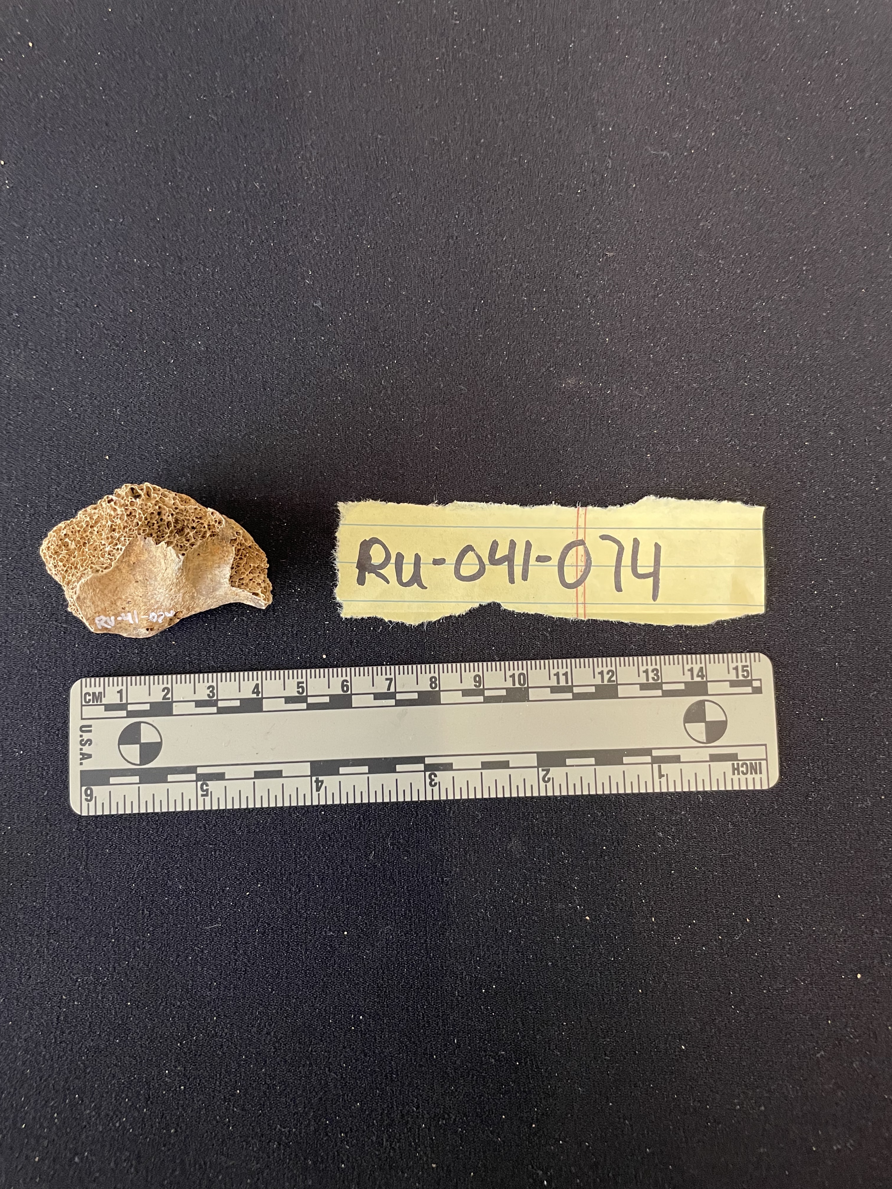 RU-041-024 fragment of os coxa