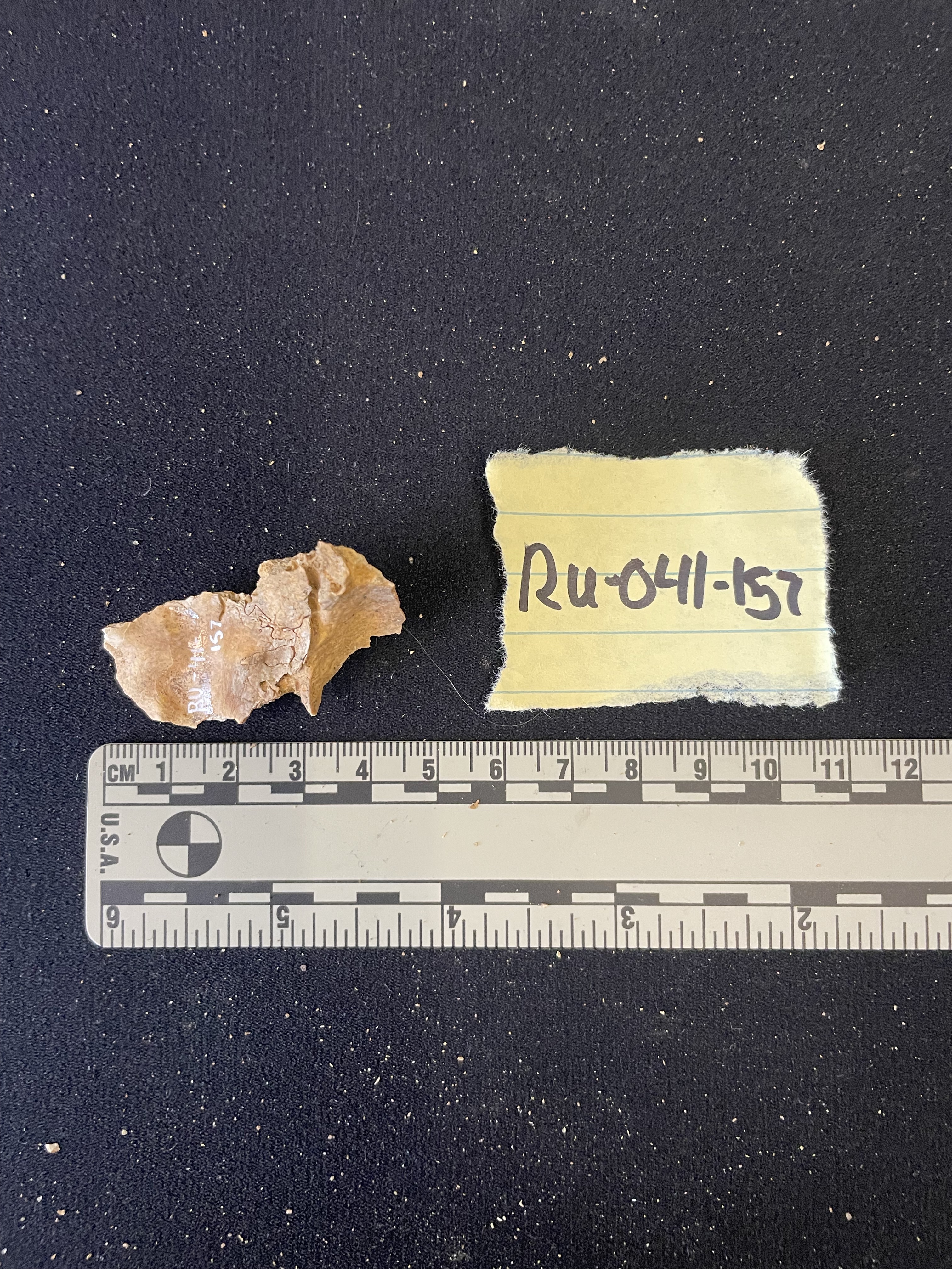 Cranial fragment