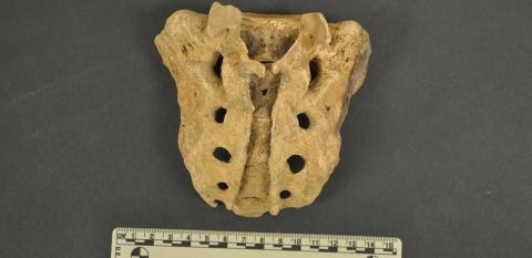 Dorsal view of adult sacrum from box RU-9 showing spina bifida